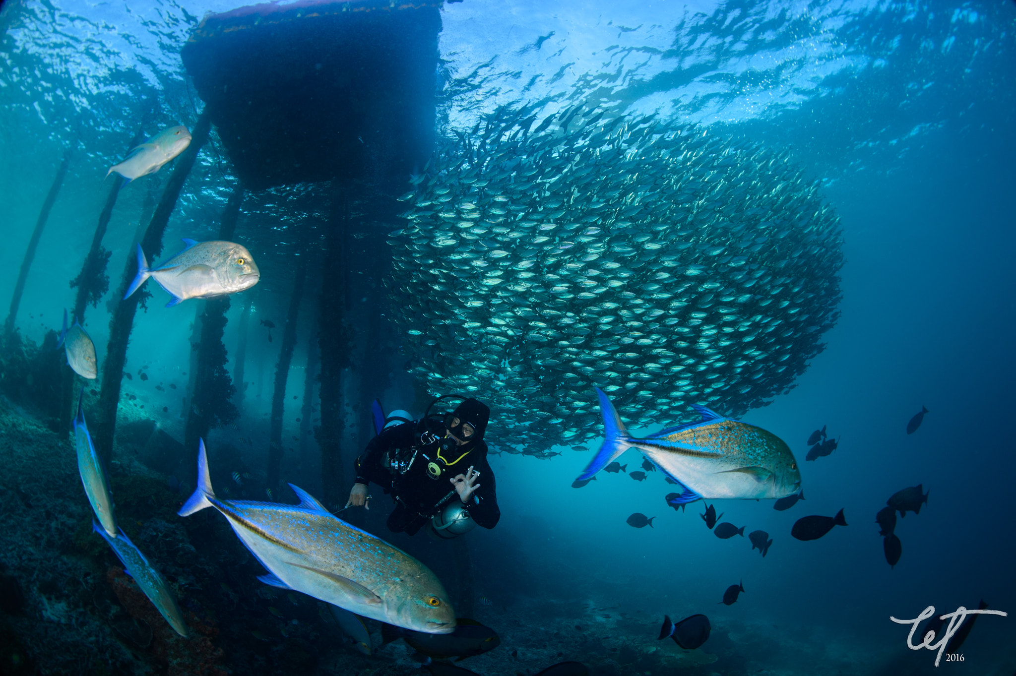 Nikon D4 + Nikon AF Fisheye-Nikkor 16mm F2.8D sample photo. Schooling scad with predator @airborek pier6 photography