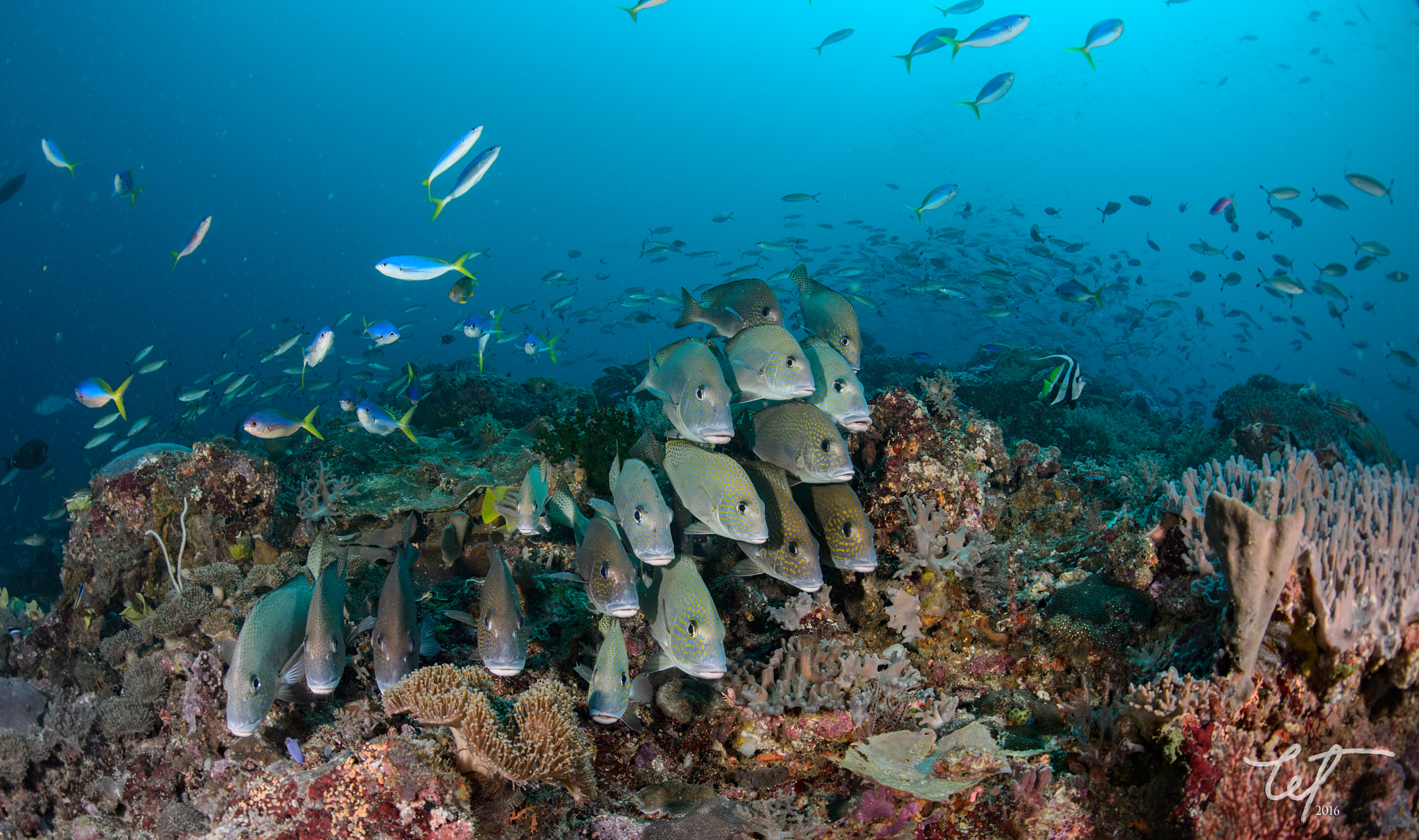 Nikon D4 + Nikon AF Fisheye-Nikkor 16mm F2.8D sample photo. Schooling sweetlips @blue magic photography