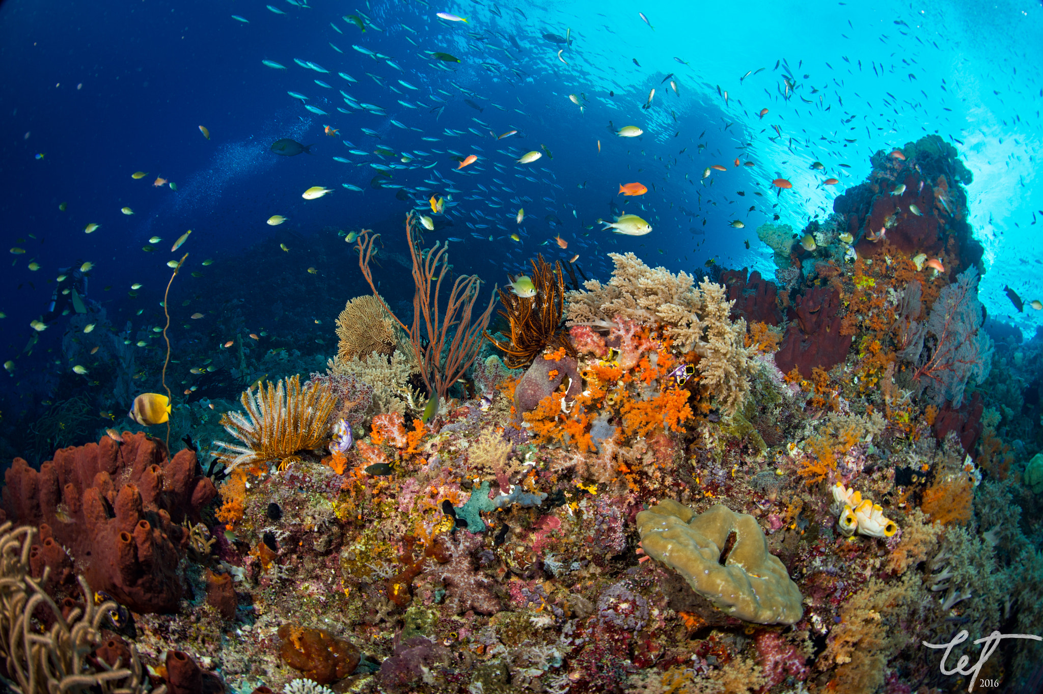 Nikon D4 + Nikon AF Fisheye-Nikkor 16mm F2.8D sample photo. Reefscape @boo window photography