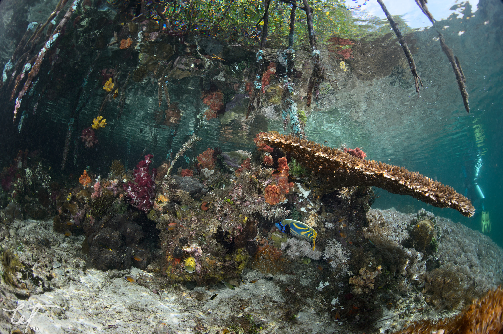 Nikon D4 + Nikon AF Fisheye-Nikkor 16mm F2.8D sample photo. Corals1 @ bwm photography