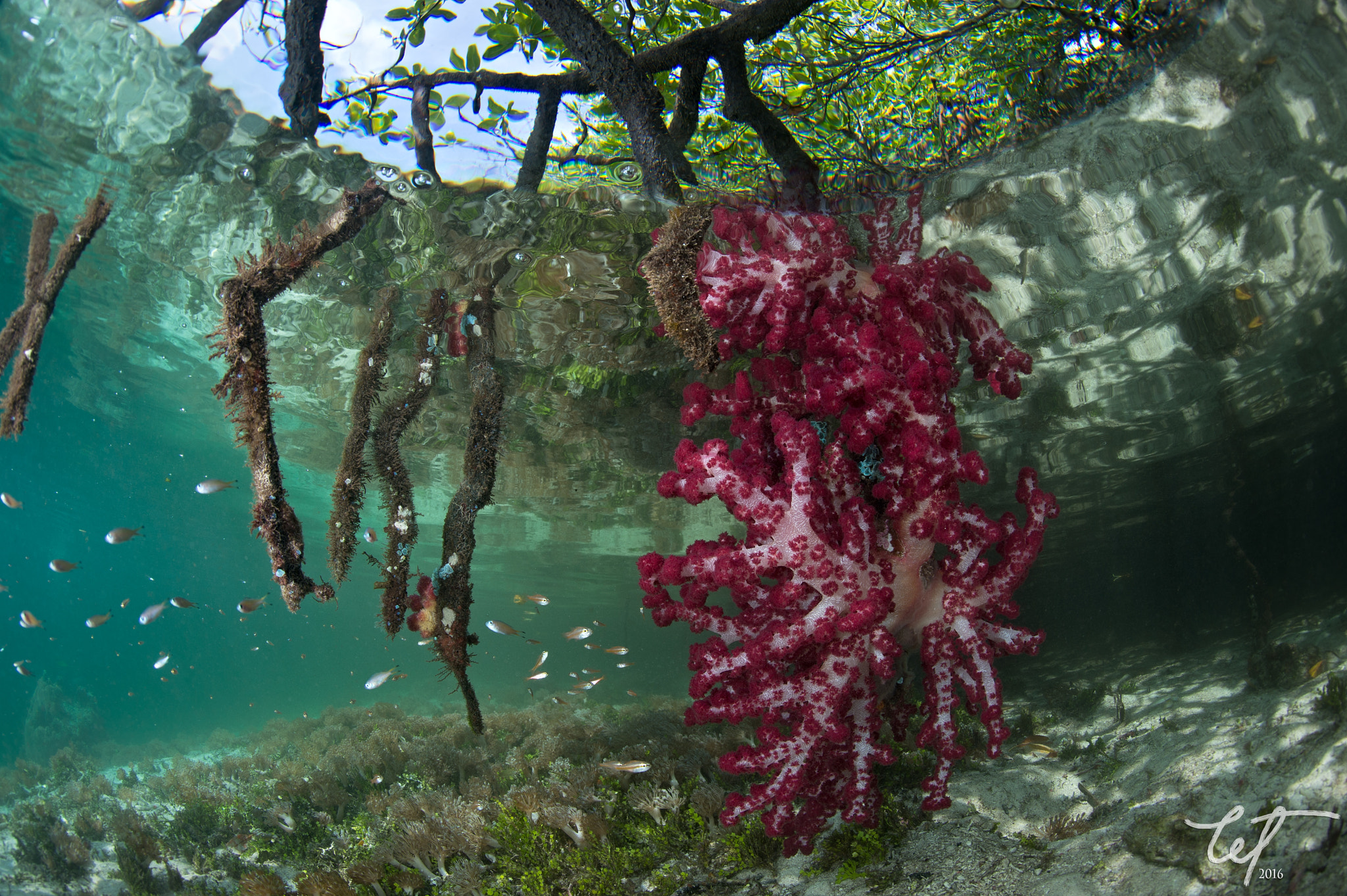 Nikon D4 + Nikon AF Fisheye-Nikkor 16mm F2.8D sample photo. Blue water mangrove02 photography