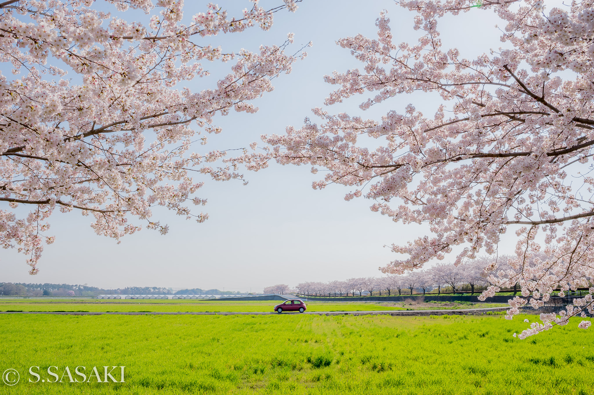 Nikon Df + AF-S Nikkor 35mm f/1.8G sample photo. Spring of japan photography