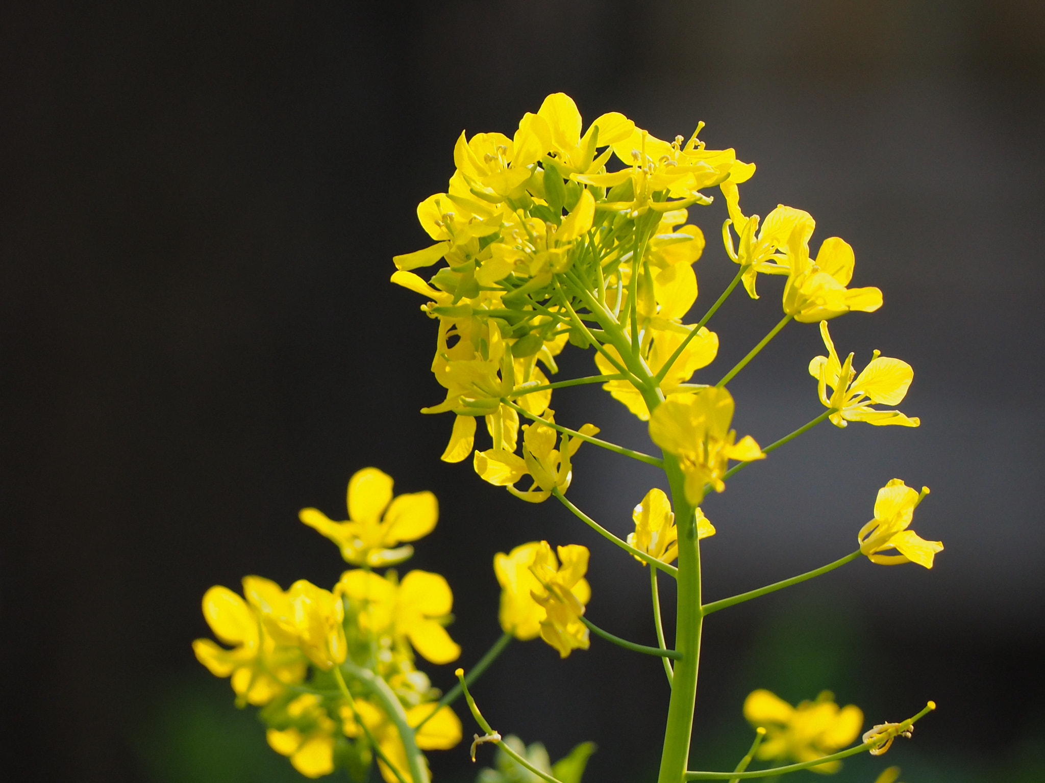 Olympus PEN E-PL7 sample photo. Field mustard photography