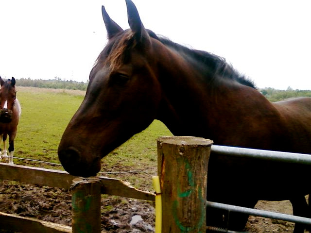 Samsung GT-E2550 sample photo. This is zeus it was my friends sisters horse, she  ... photography