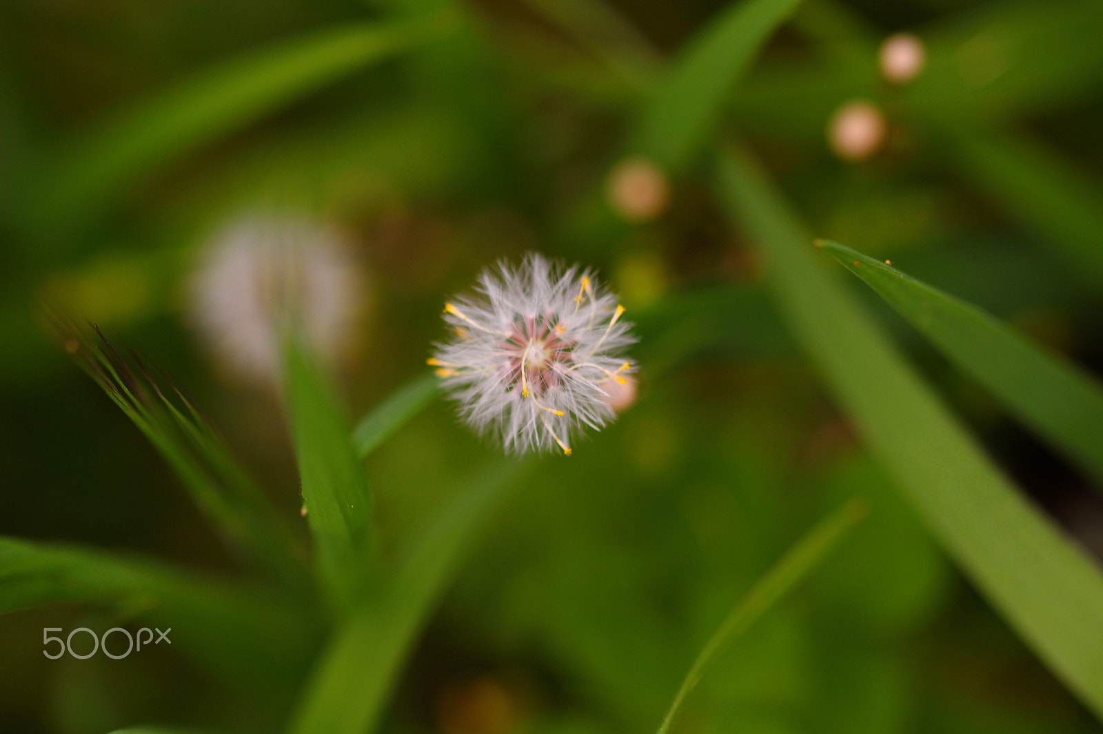 Canon EOS 100D (EOS Rebel SL1 / EOS Kiss X7) sample photo. Lion's tooth photography