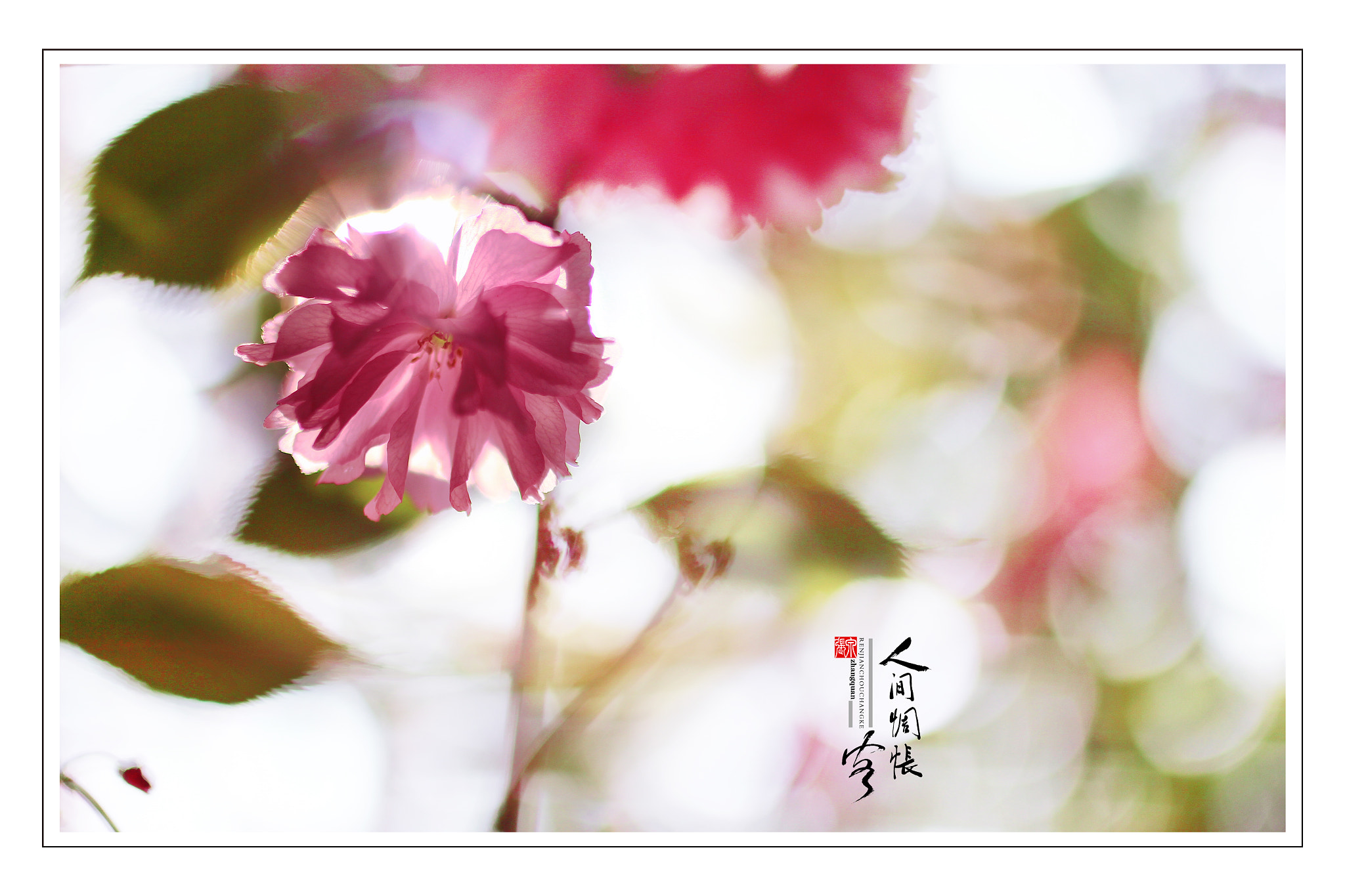 Canon EOS 550D (EOS Rebel T2i / EOS Kiss X4) + Sigma 35mm F1.4 DG HSM Art sample photo. 樱之花 photography