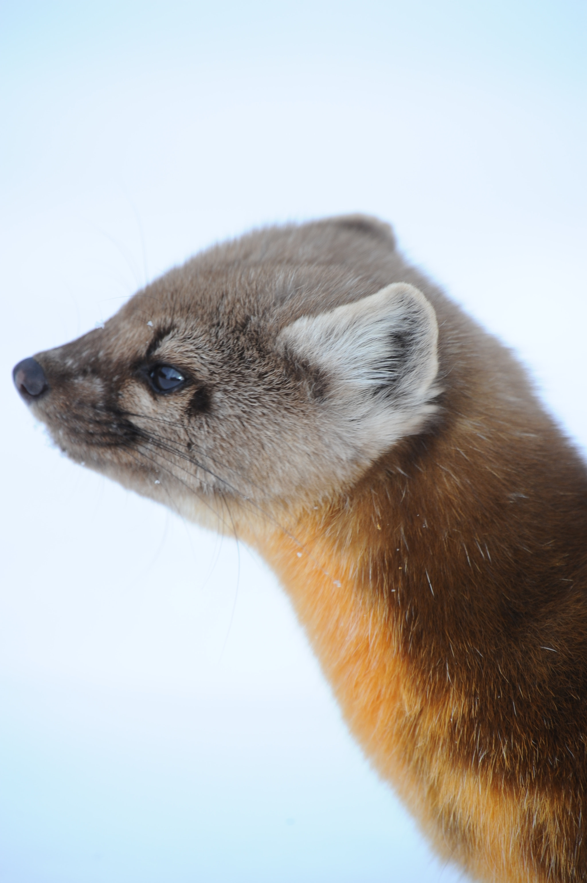 Nikon AF-S Nikkor 400mm F2.8G ED VR II sample photo. American marten photography