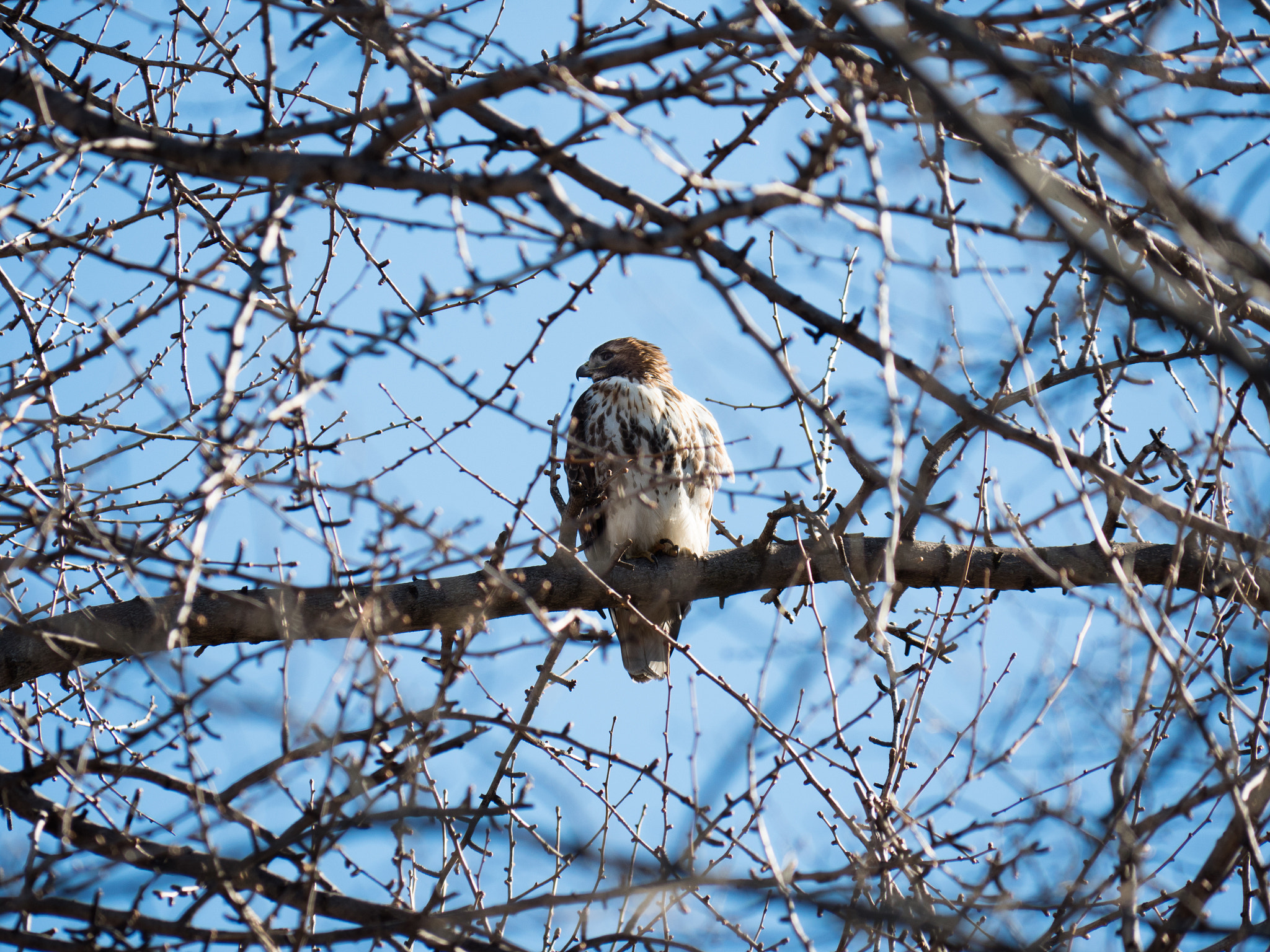 Panasonic Lumix DMC-GH4 sample photo. Cooper hawk photography
