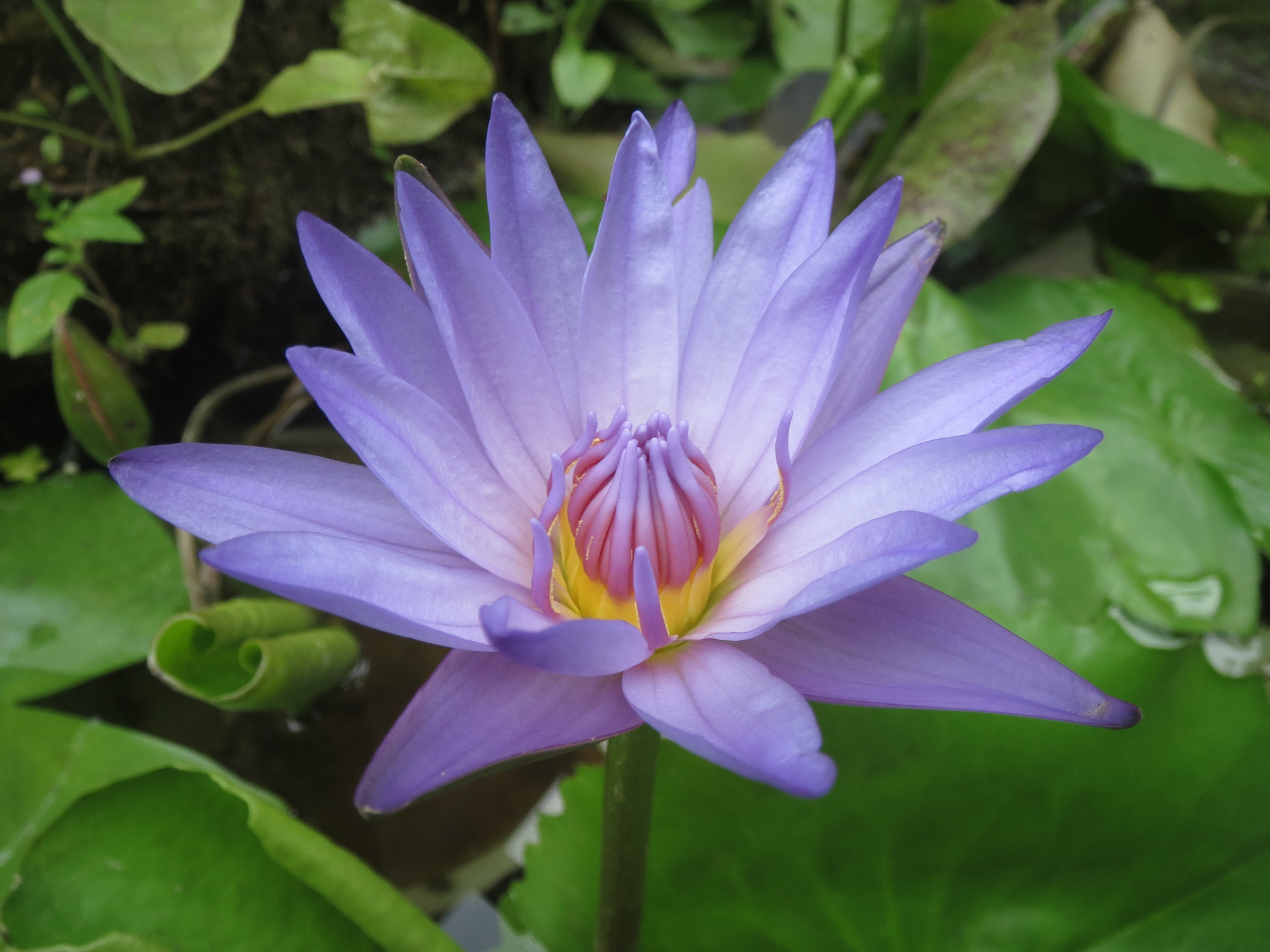 Canon PowerShot ELPH 530 HS (IXUS 510 HS / IXY 1) sample photo. Water lily 1.jpg photography