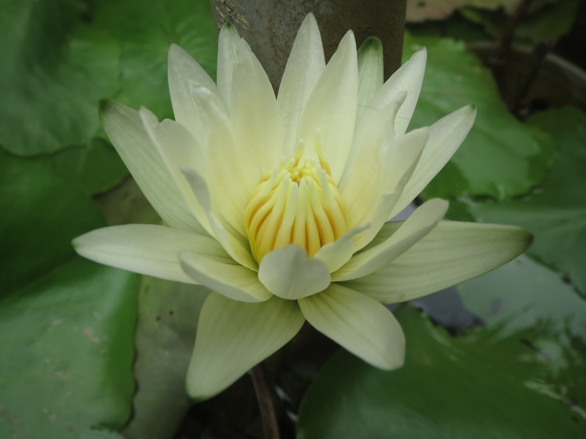 Canon PowerShot ELPH 530 HS (IXUS 510 HS / IXY 1) sample photo. Water lily.jpg photography