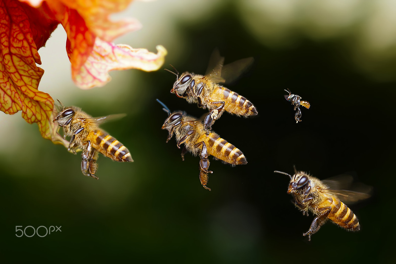 Sony SLT-A77 + MACRO 50mm F2.8 sample photo. Bee flying photography