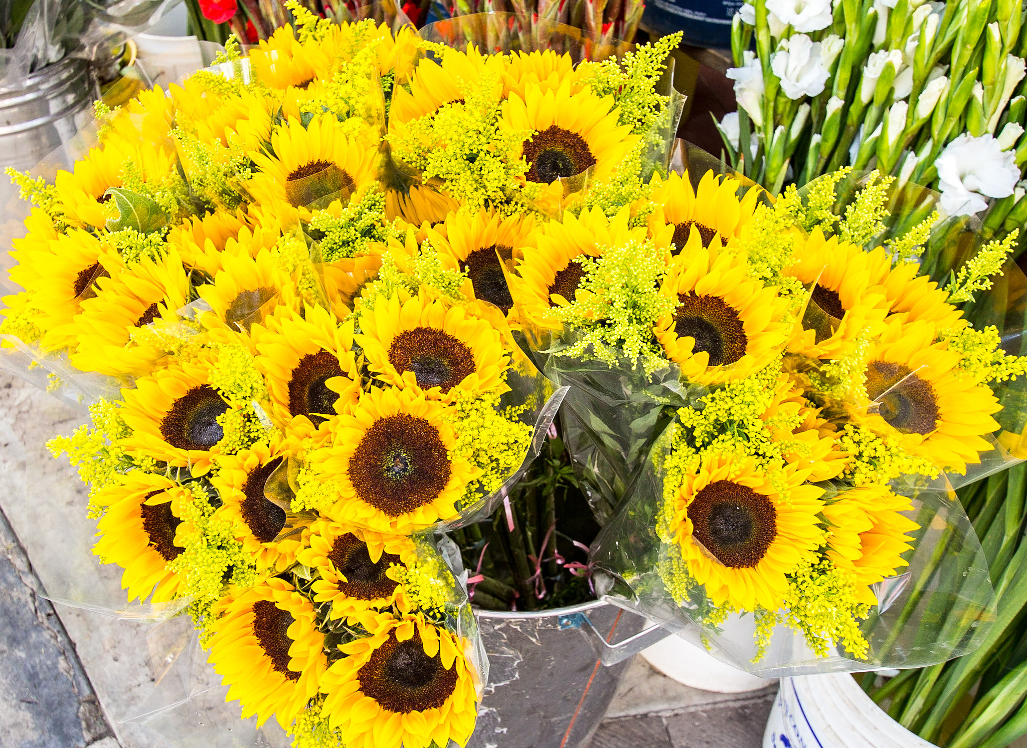 Sigma 10-20mm F3.5 EX DC HSM sample photo. Girasoles photography