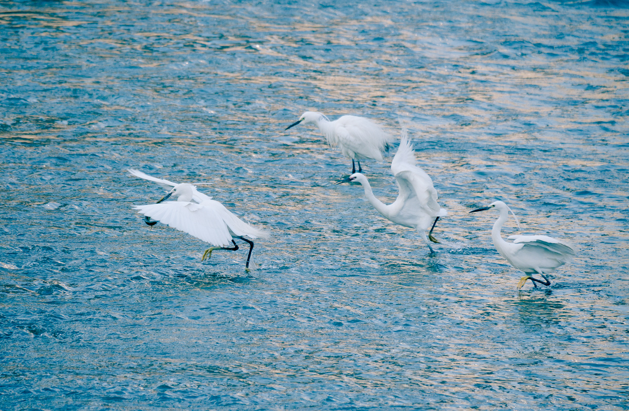Fujifilm X-A1 + Fujifilm XC 50-230mm F4.5-6.7 OIS sample photo. Fighting to eat. photography