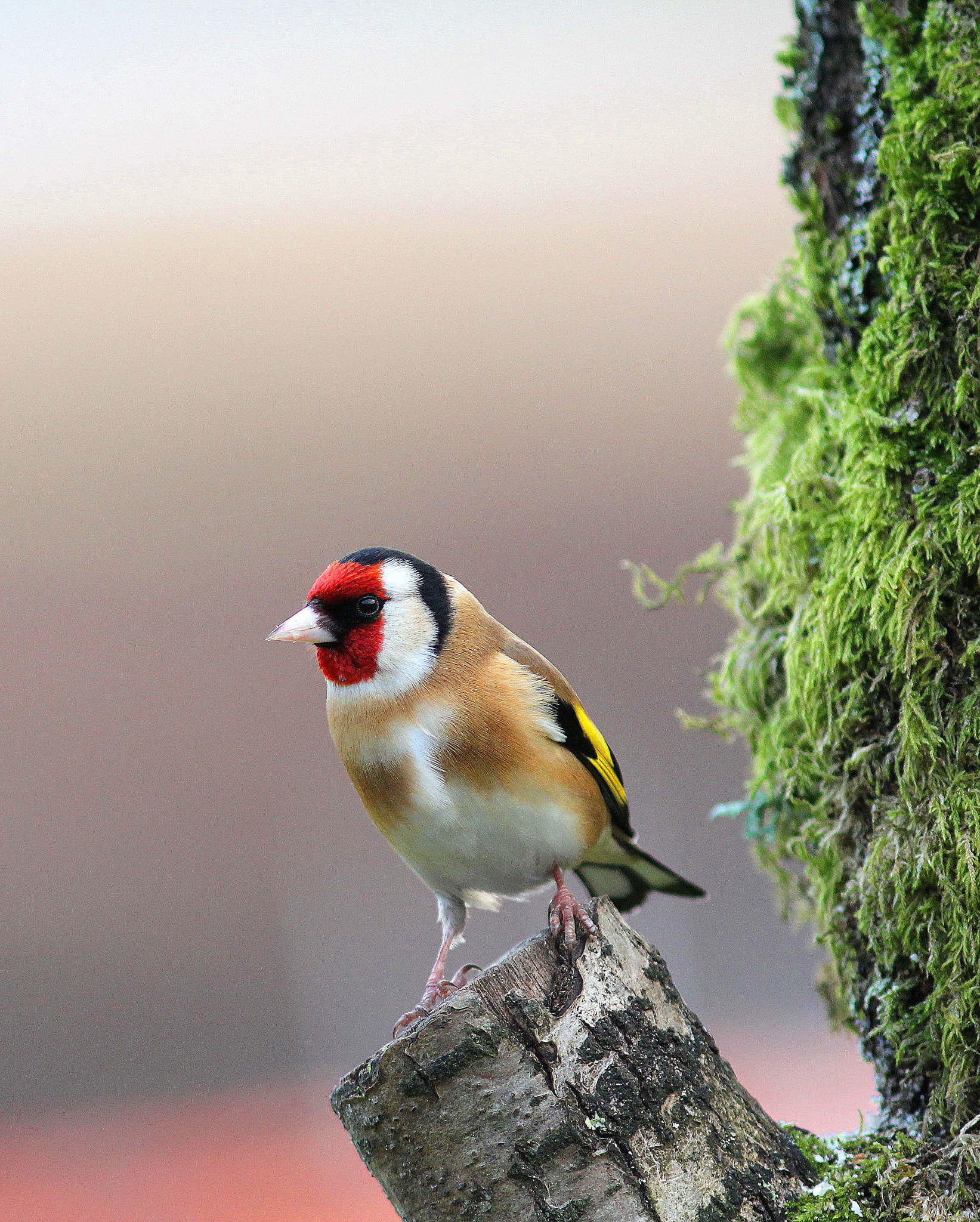 Canon EF 300mm F4L IS USM sample photo. Gold finch photography