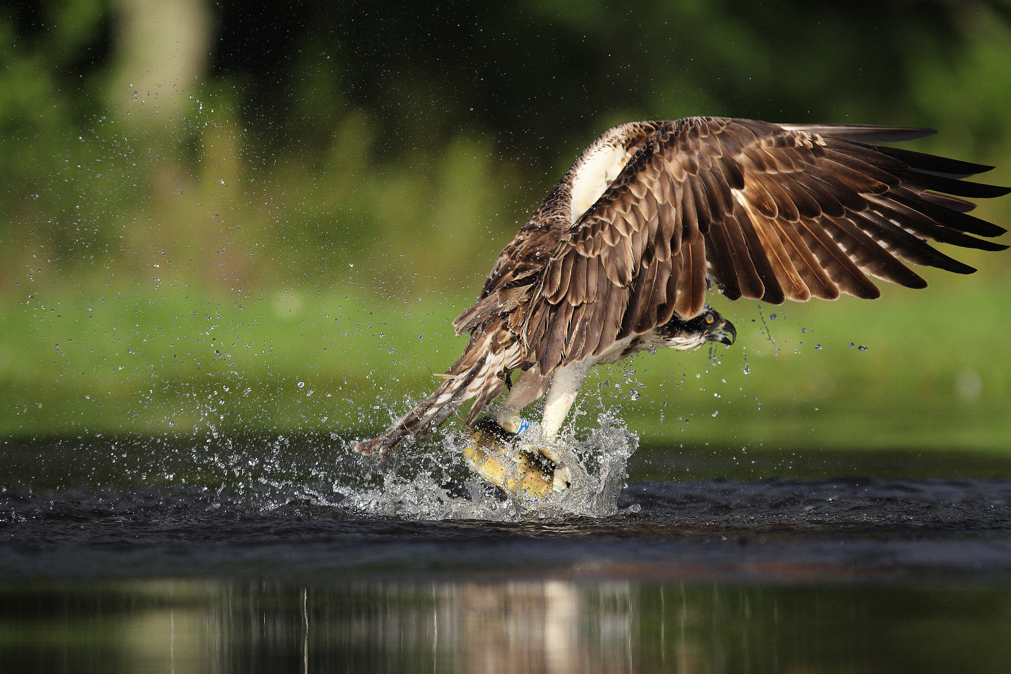 Canon EF 300mm F4L IS USM sample photo. Fishing osprey photography