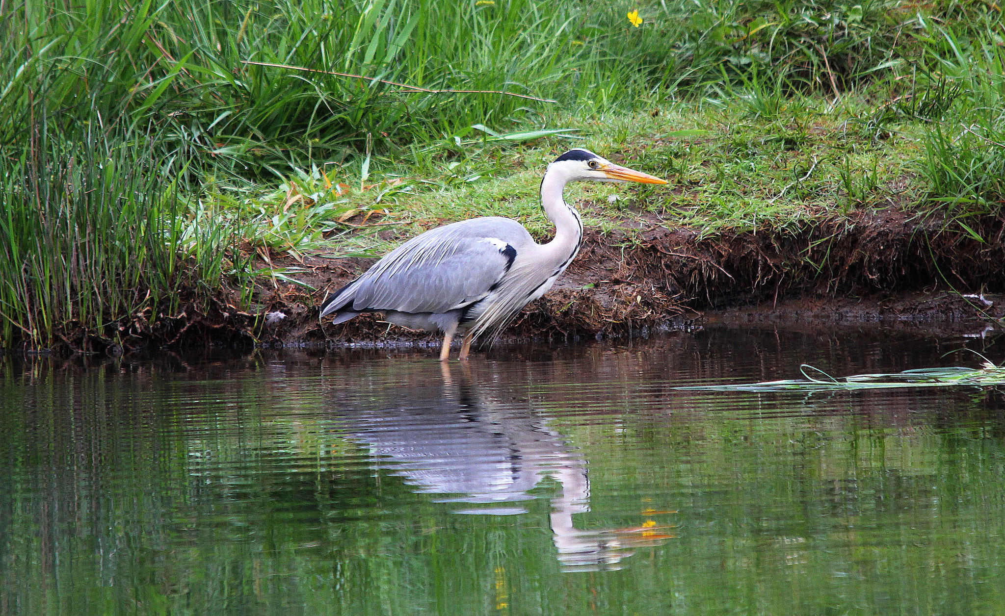 Canon 150-500mm sample photo. The fisherman photography