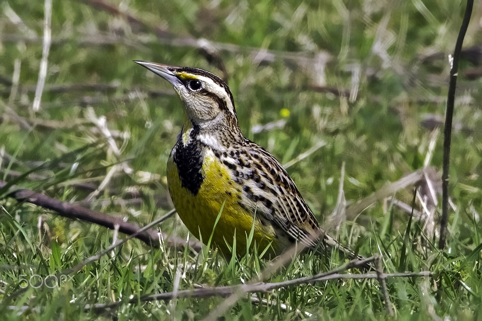 Canon EOS 7D + Canon EF 400mm F4.0 DO IS USM sample photo. Meadowlark profile photography