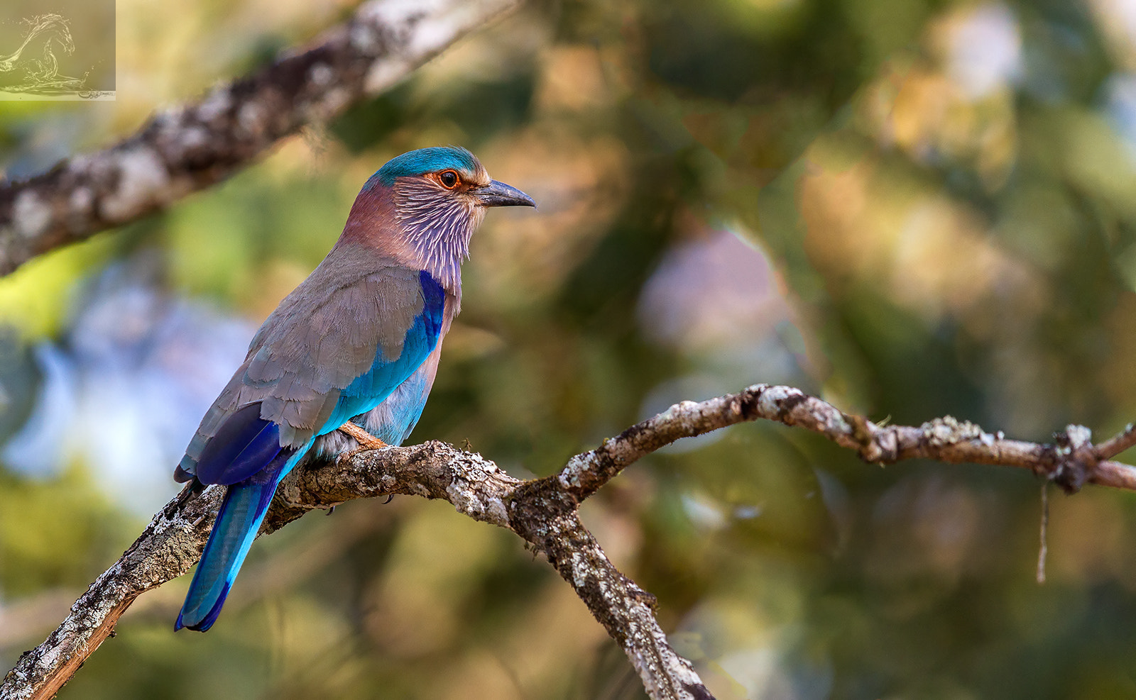 Canon EF 600mm F4L IS II USM sample photo. Kabini 30 photography
