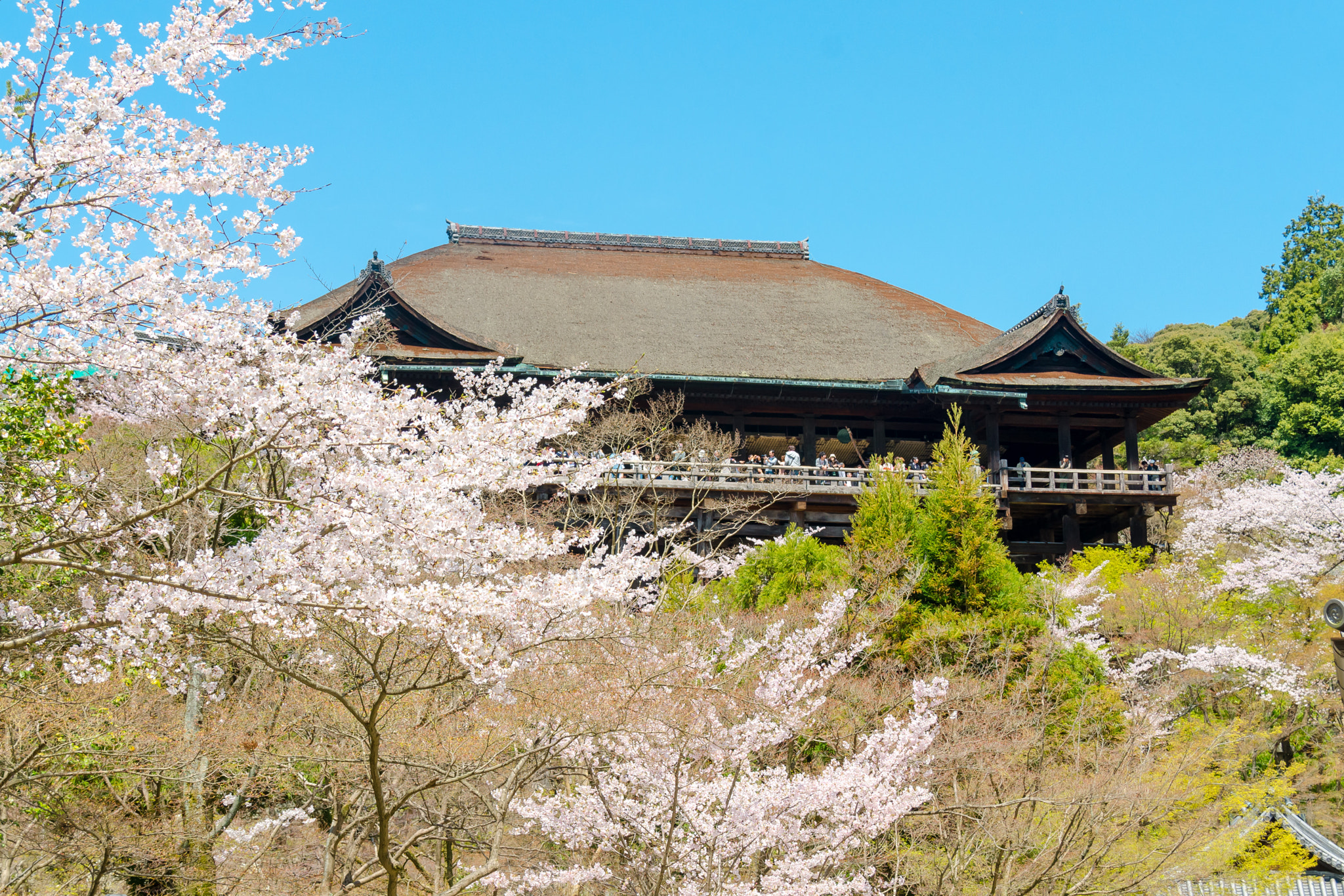 Nikon D7000 + Sigma 18-125mm F3.8-5.6 DC OS HSM sample photo. 【京都市 - 洛西】 photography