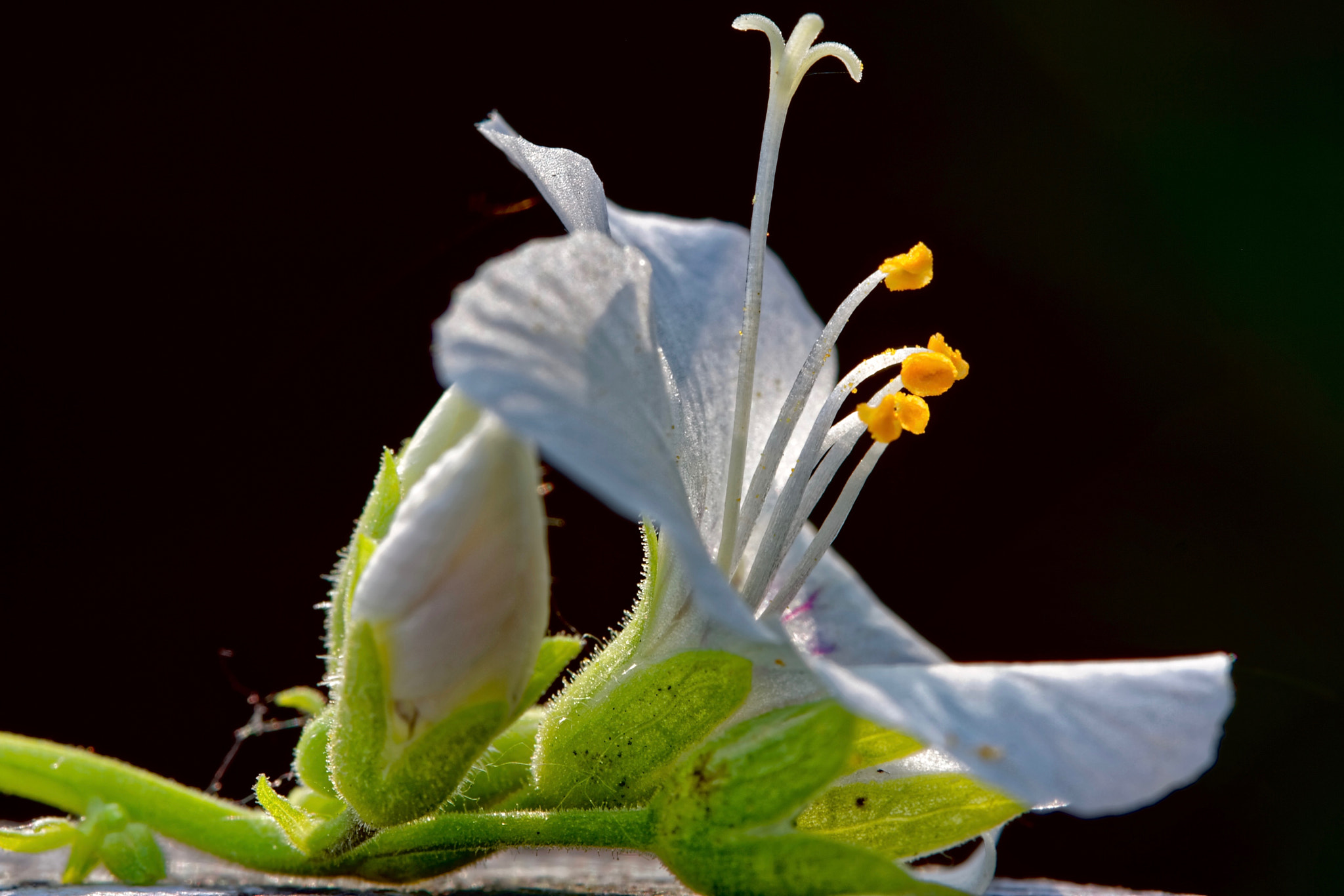 Canon EF-S 60mm F2.8 Macro USM sample photo. White flower photography