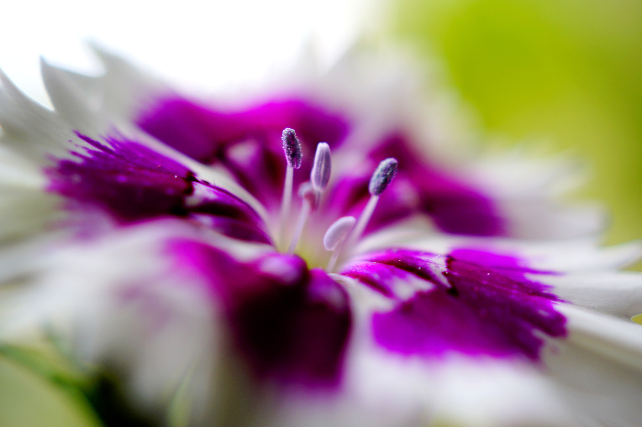 Sony SLT-A58 + Sony DT 30mm F2.8 Macro SAM sample photo. Carnation love photography