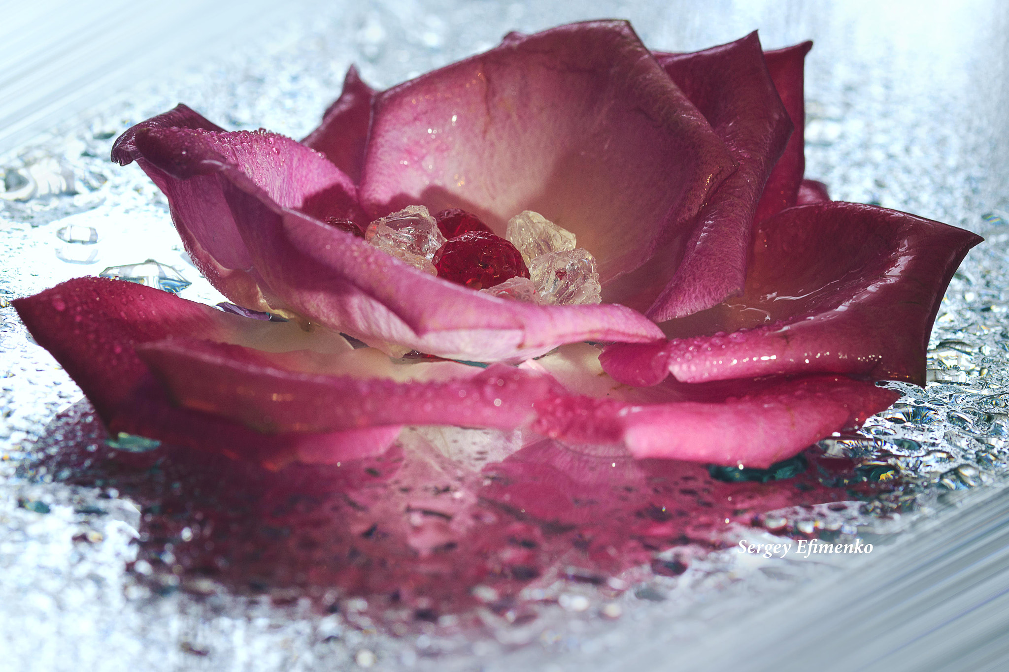 Sigma 105mm F2.8 EX DG OS HSM sample photo. Rose with crystals photography