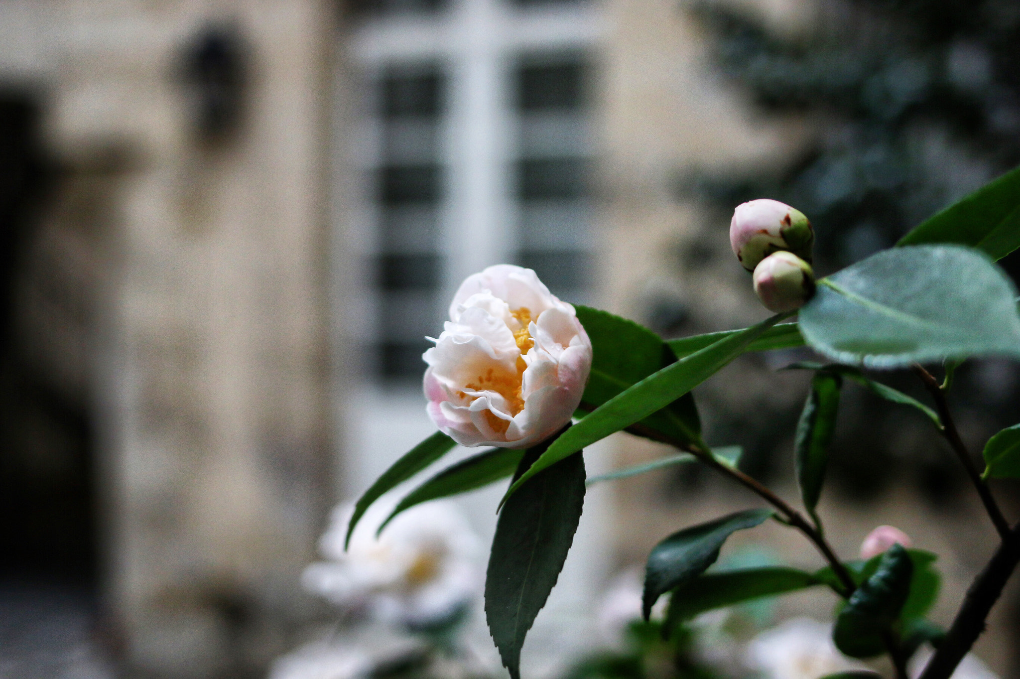 Canon EF 35mm F2 IS USM sample photo. Rue vieille du temple (paris, france) photography