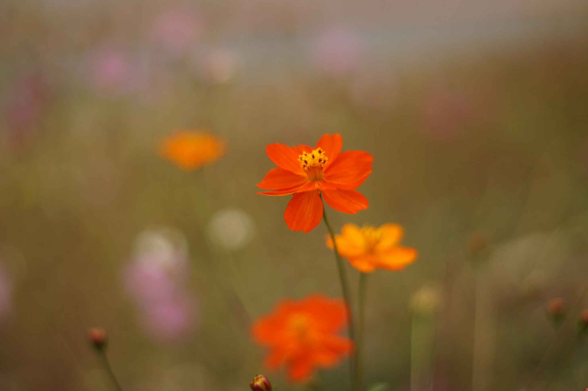 Sony SLT-A57 + Minolta AF 50mm F1.7 sample photo. Cosmos  photography