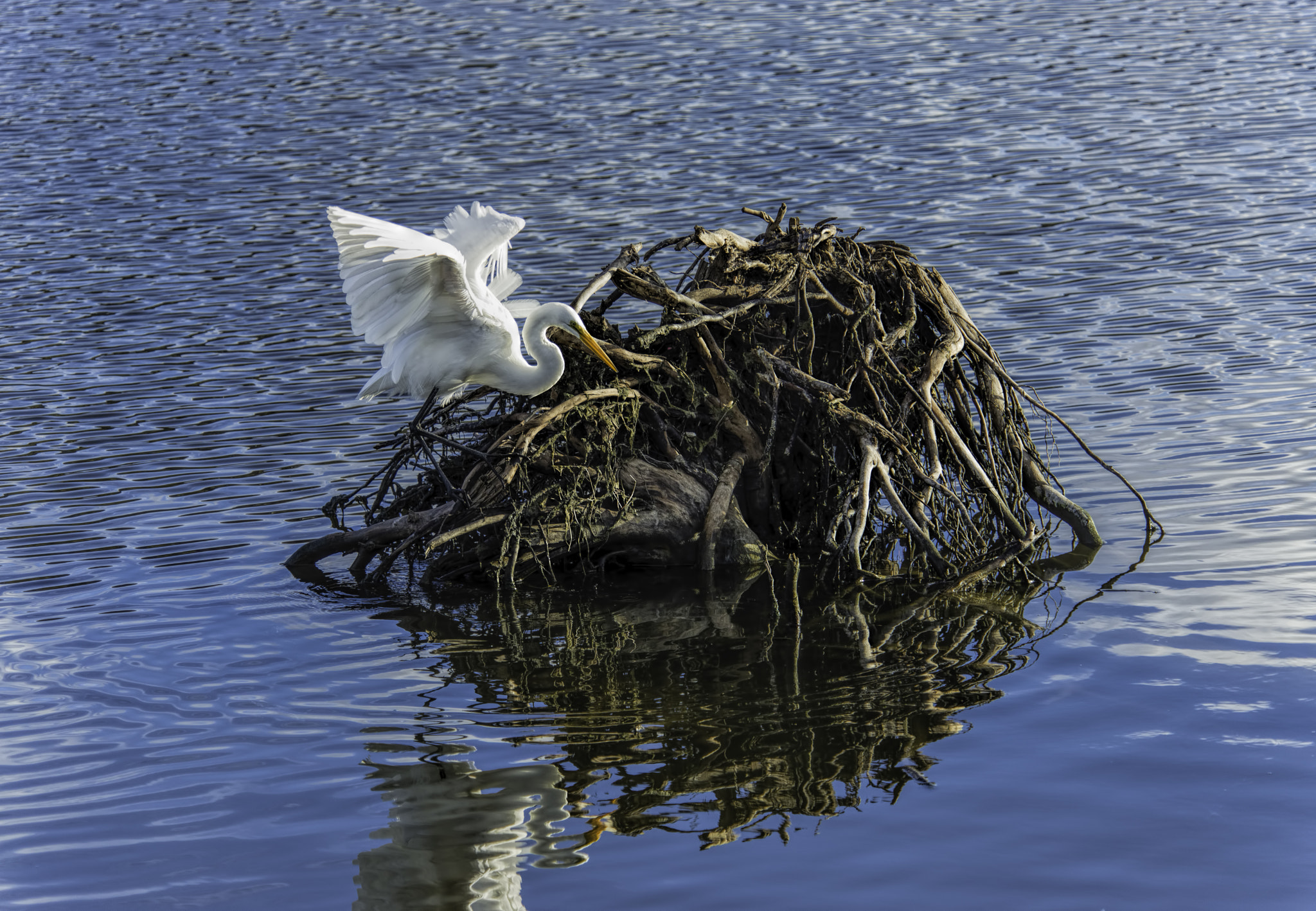 Nikon D600 sample photo. Great egret finds a good fishing spot photography