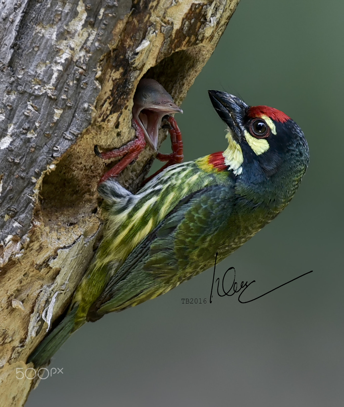 Nikon AF-S Nikkor 600mm F4D ED-IF II sample photo