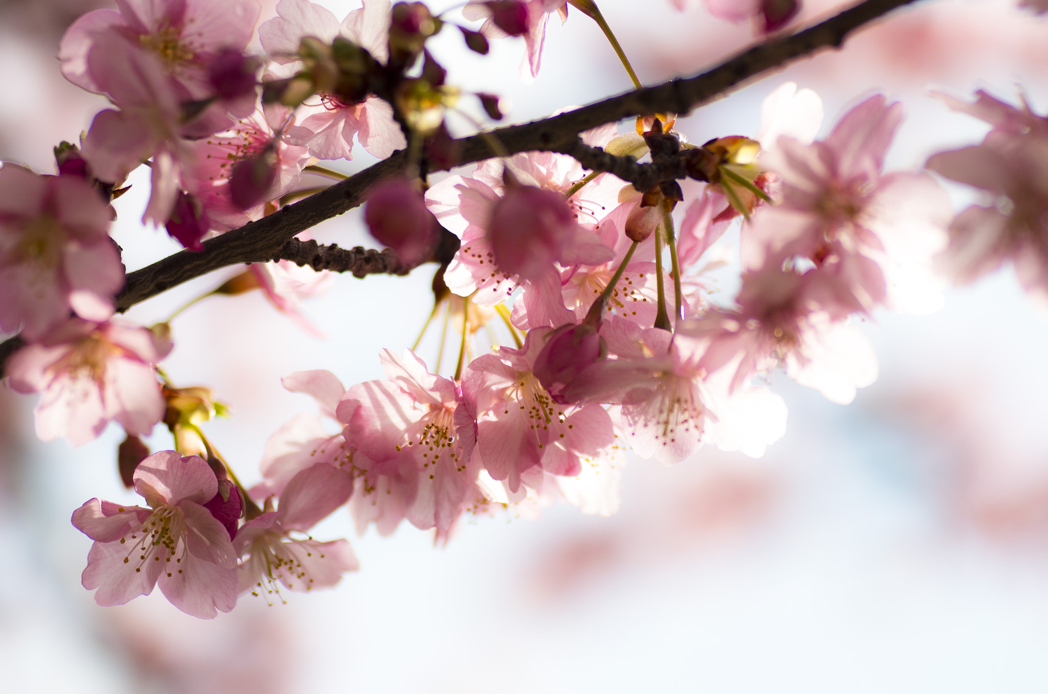 Tamron SP AF 90mm F2.8 Di Macro sample photo. Sakura photography