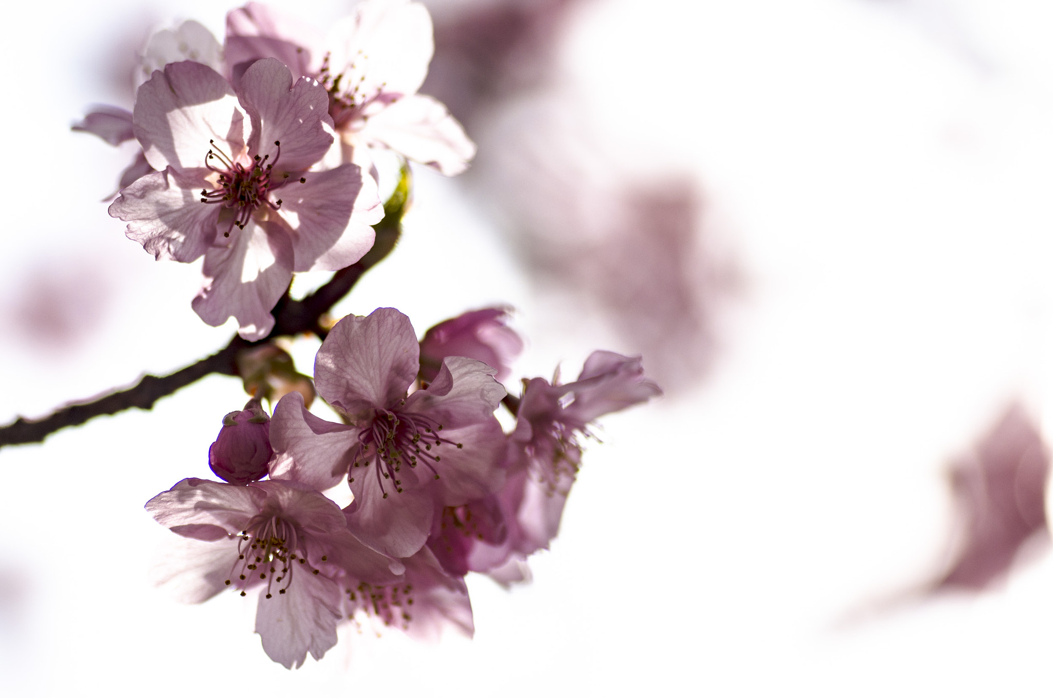 Tamron SP AF 90mm F2.8 Di Macro sample photo. Sakura photography