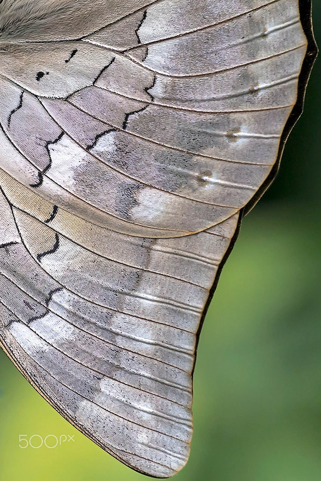 Canon EF 180mm F3.5L Macro USM sample photo. Left wing photography