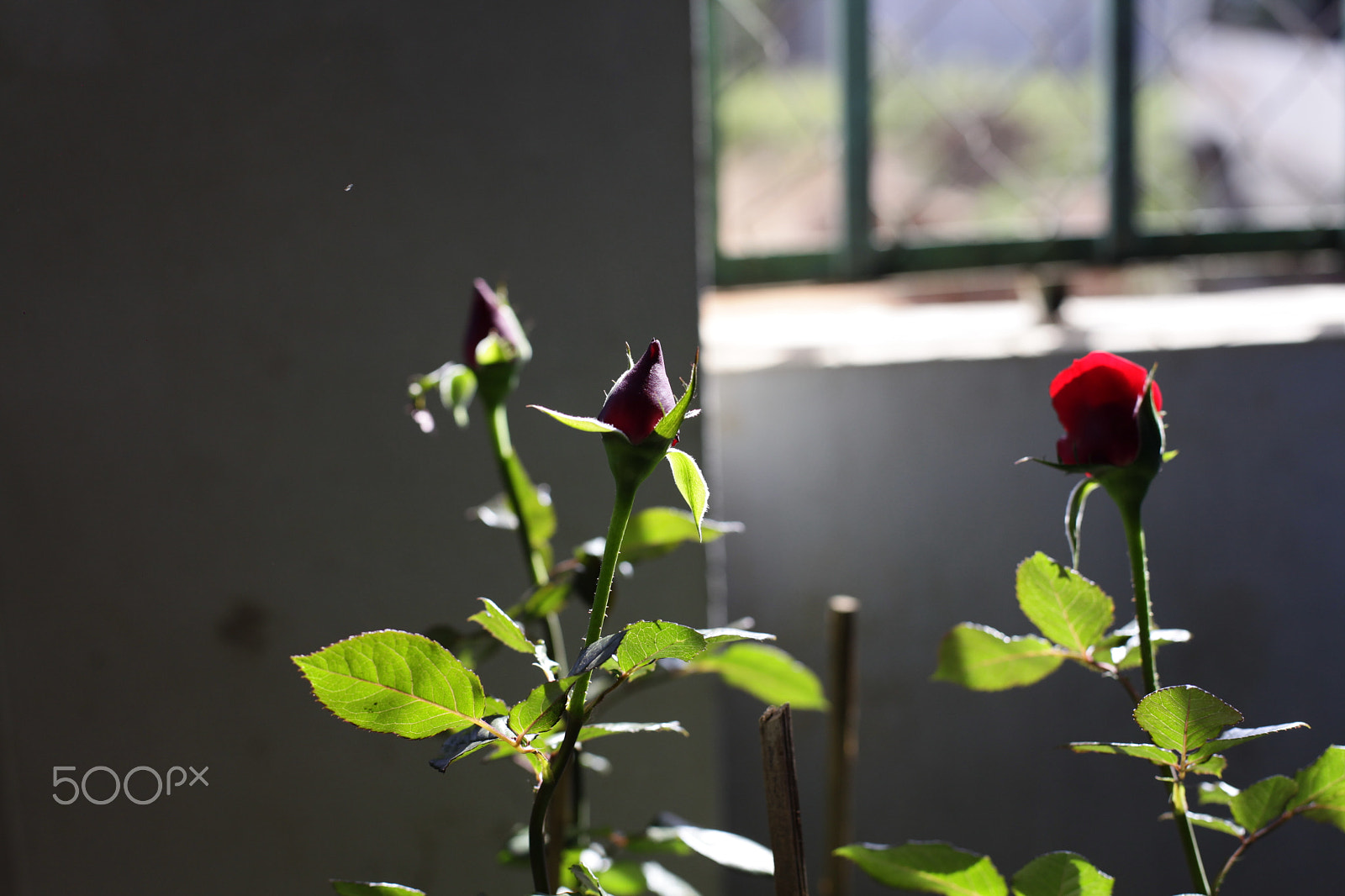 Canon EF 70-200mm F2.8L IS II USM sample photo. Red rose in the flower pot photography