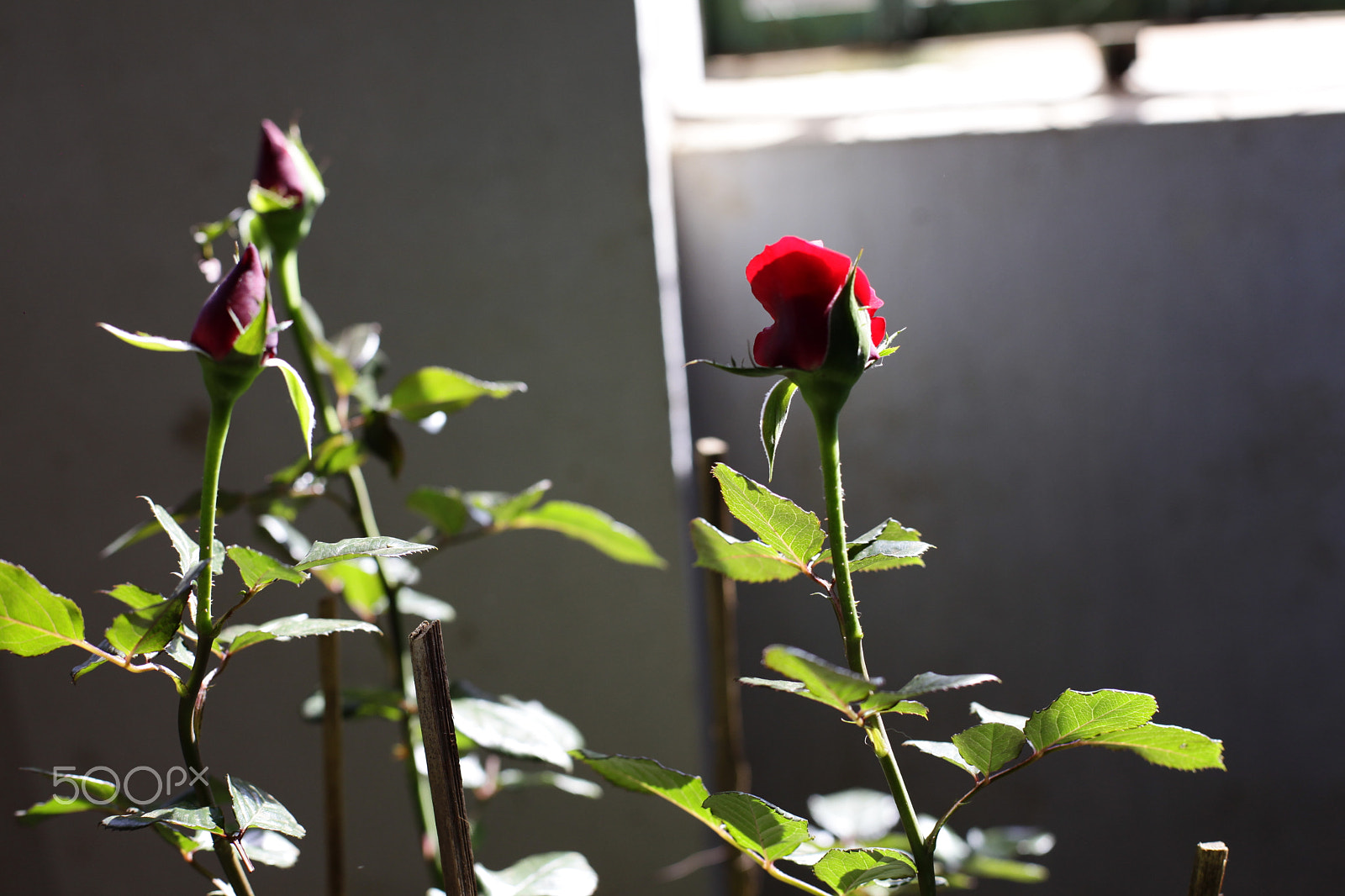 Canon EF 70-200mm F2.8L IS II USM sample photo. Red rose in the flower pot photography