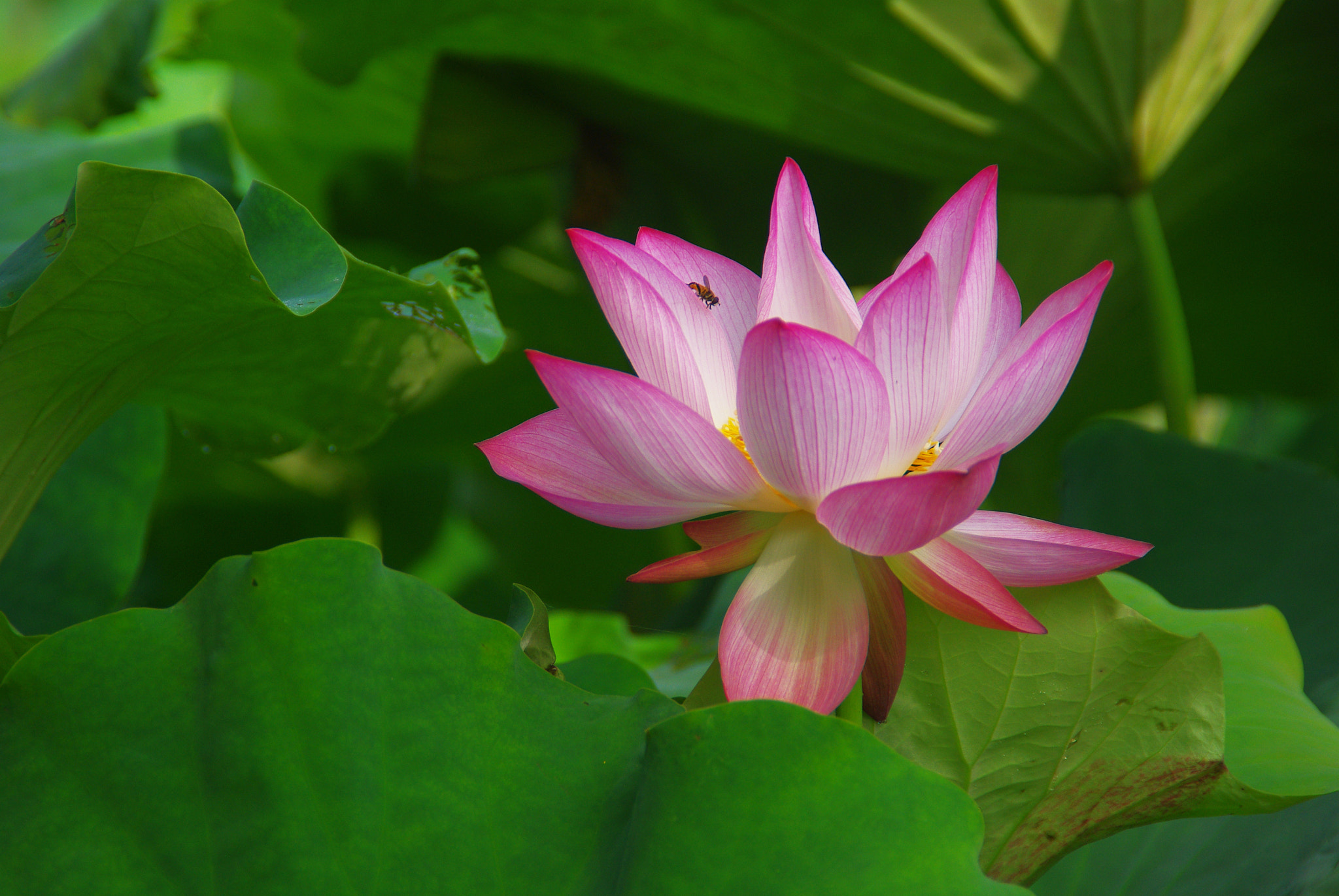 Pentax K-m (K2000) sample photo. Imgp2731.jpg photography