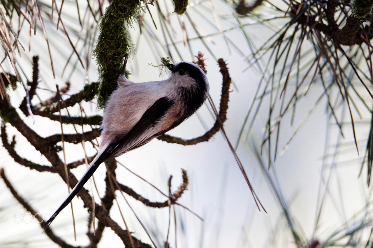 Sigma 150-600mm F5-6.3 DG OS HSM | C sample photo. Fresh lunch photography