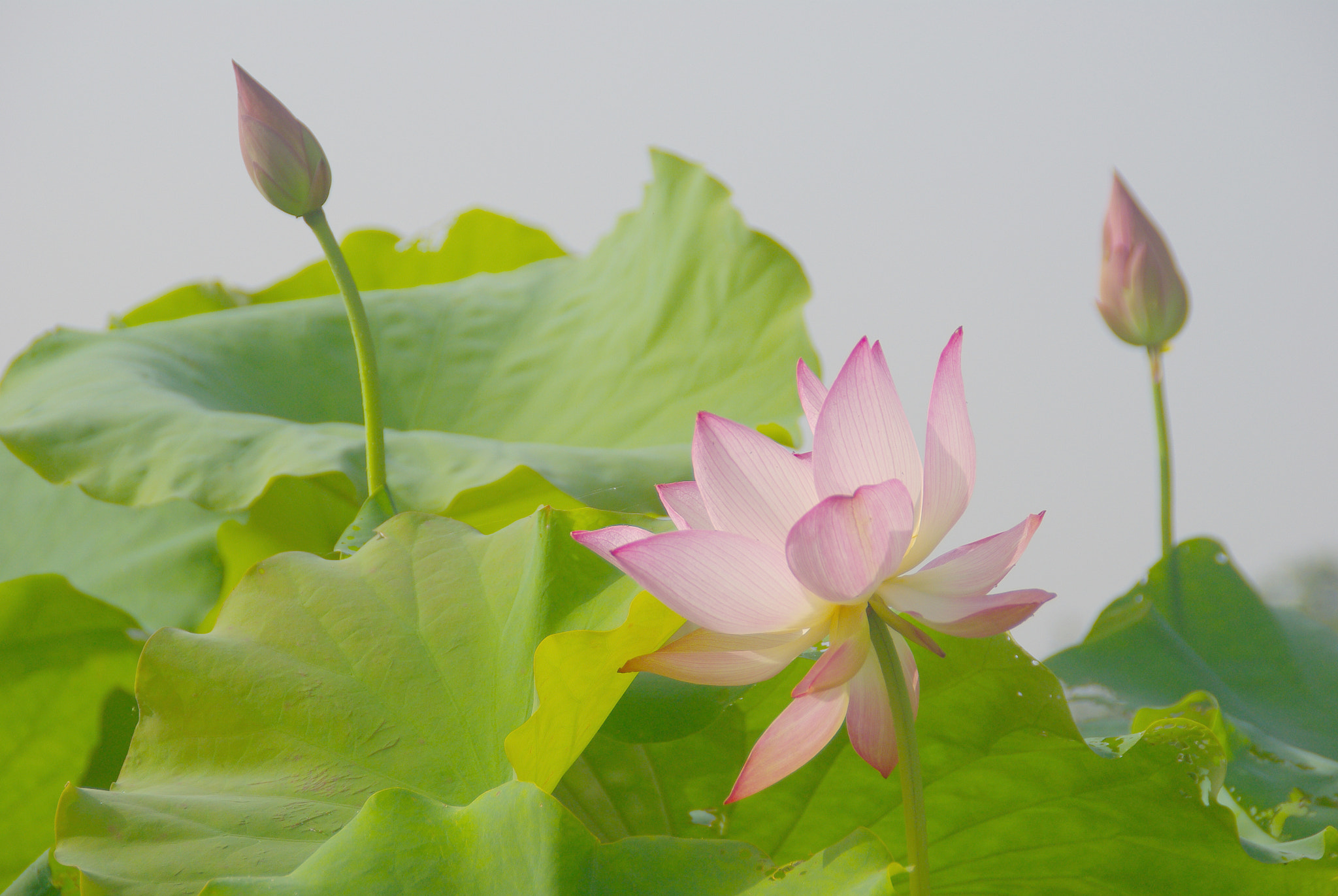 Pentax K-m (K2000) sample photo. () photography