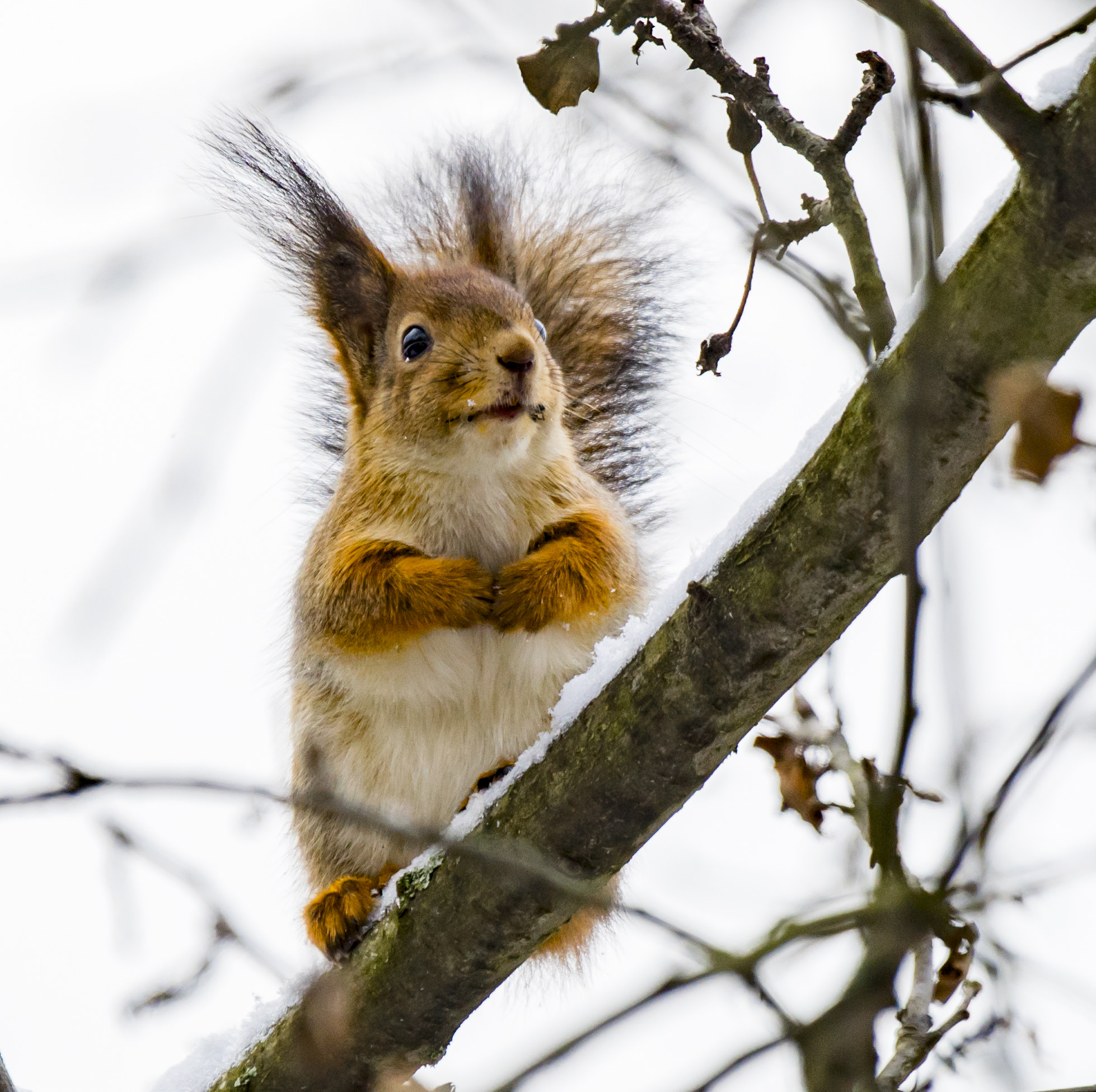 Sony 70-400mm F4-5.6 G SSM II sample photo. ***** photography
