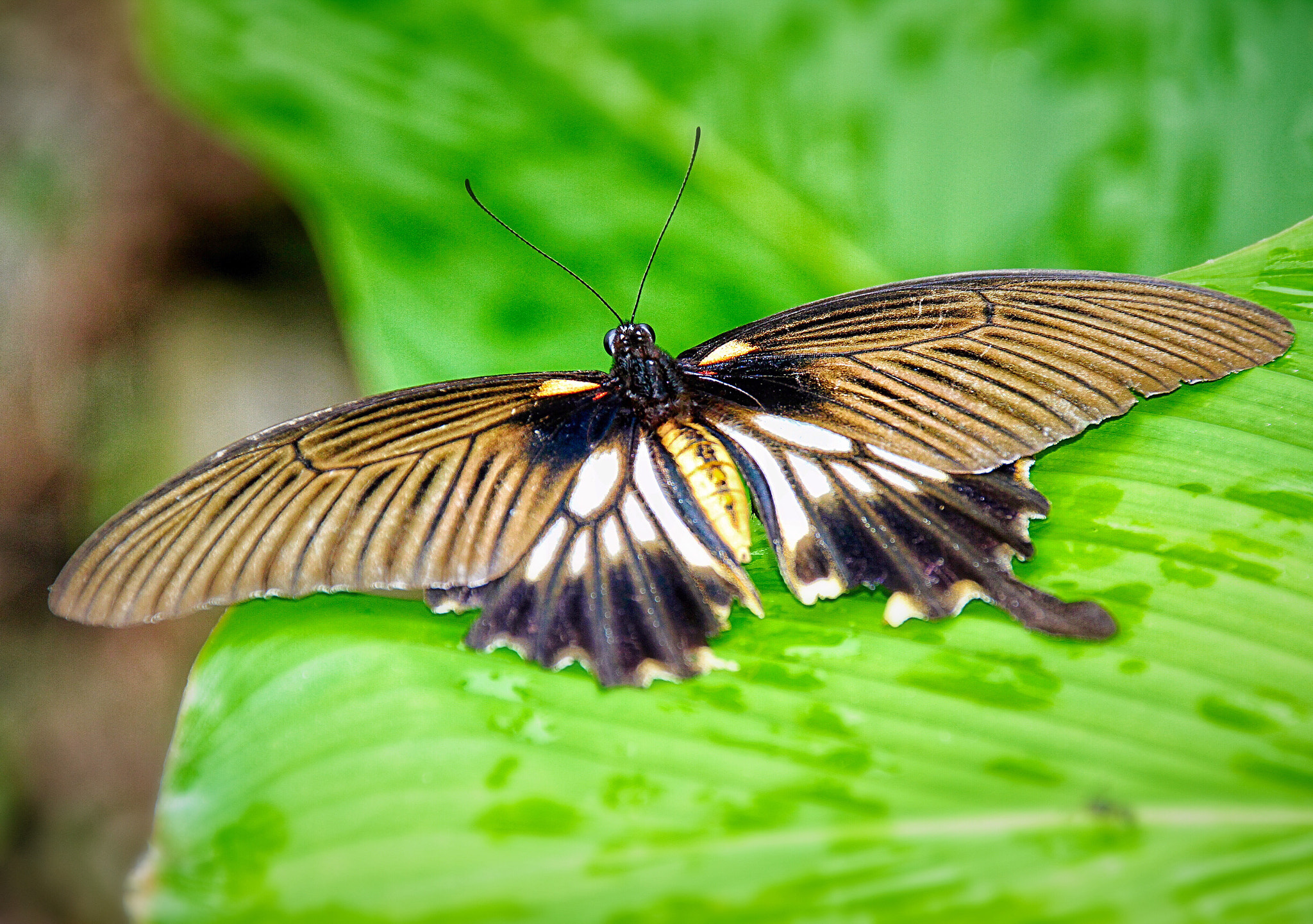 Canon 18-250mm sample photo. My broken wing photography