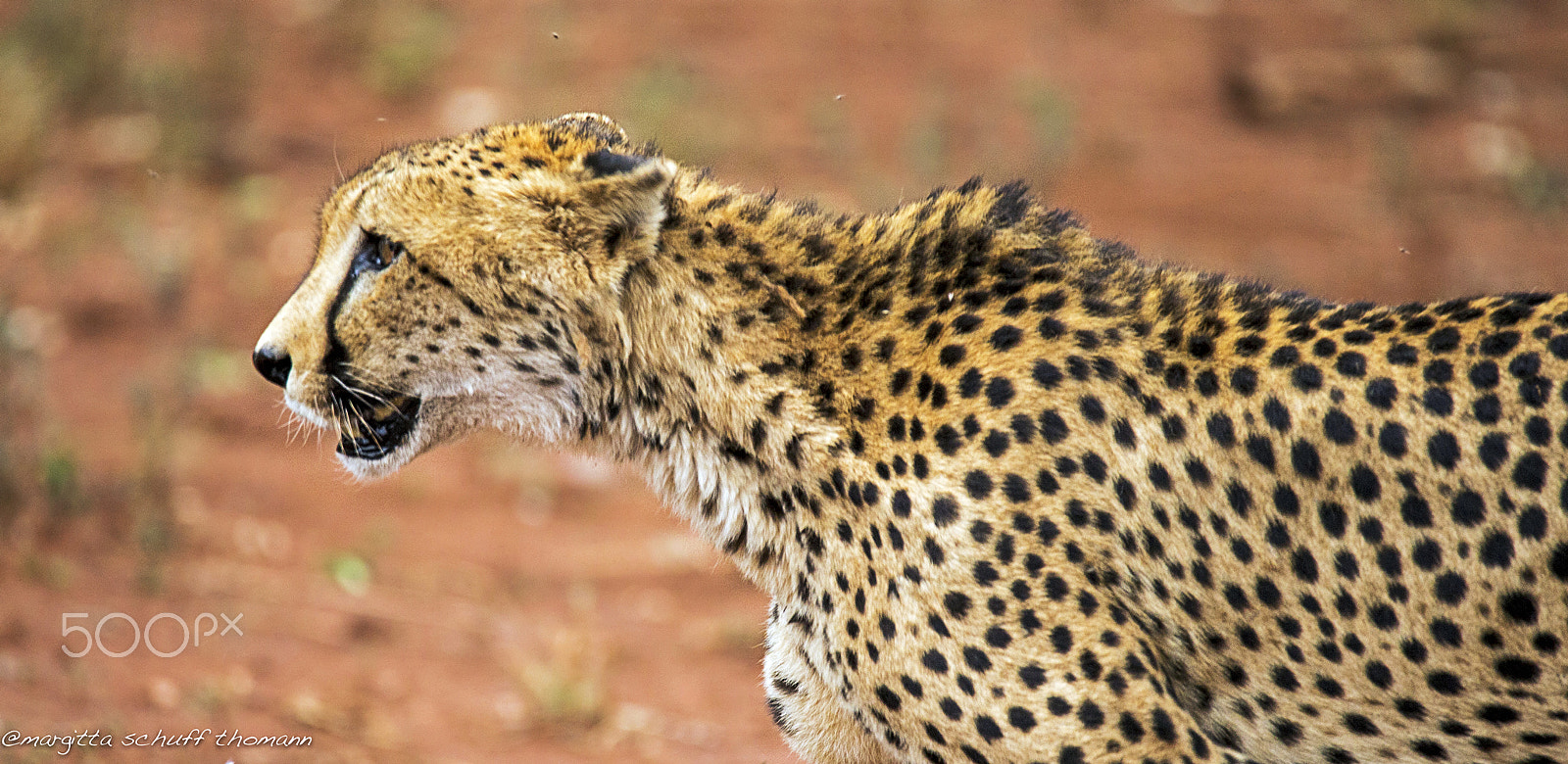Tamron SP 150-600mm F5-6.3 Di VC USD sample photo. Very tense.. photography