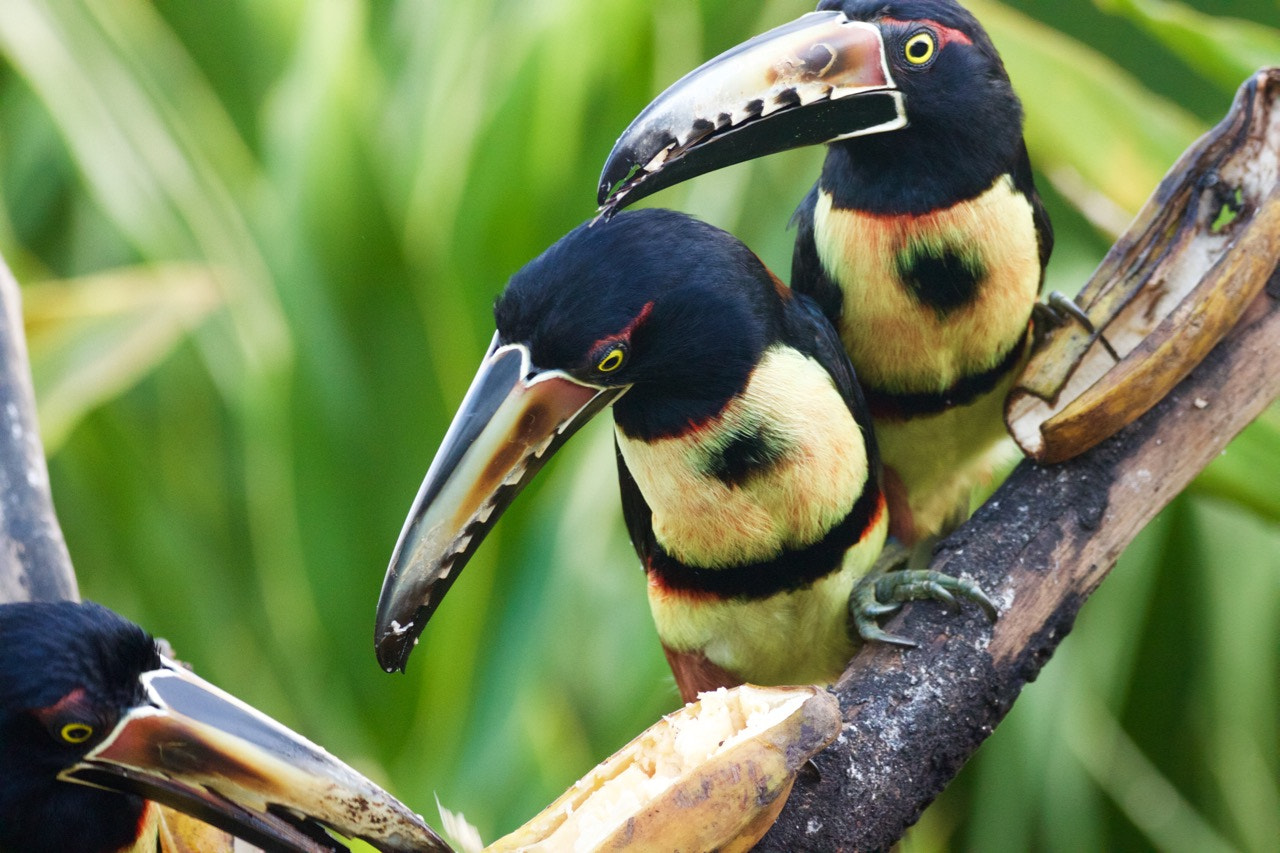 Canon EOS 500D (EOS Rebel T1i / EOS Kiss X3) + Sigma 150-600mm F5-6.3 DG OS HSM | C sample photo. The body language of these 3 toucans is very human ... photography
