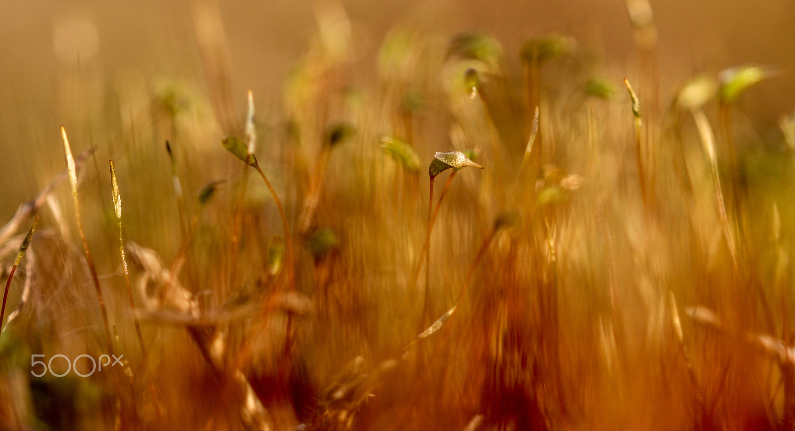 Sigma 105mm F2.8 EX DG OS HSM sample photo. Little golden hour photography