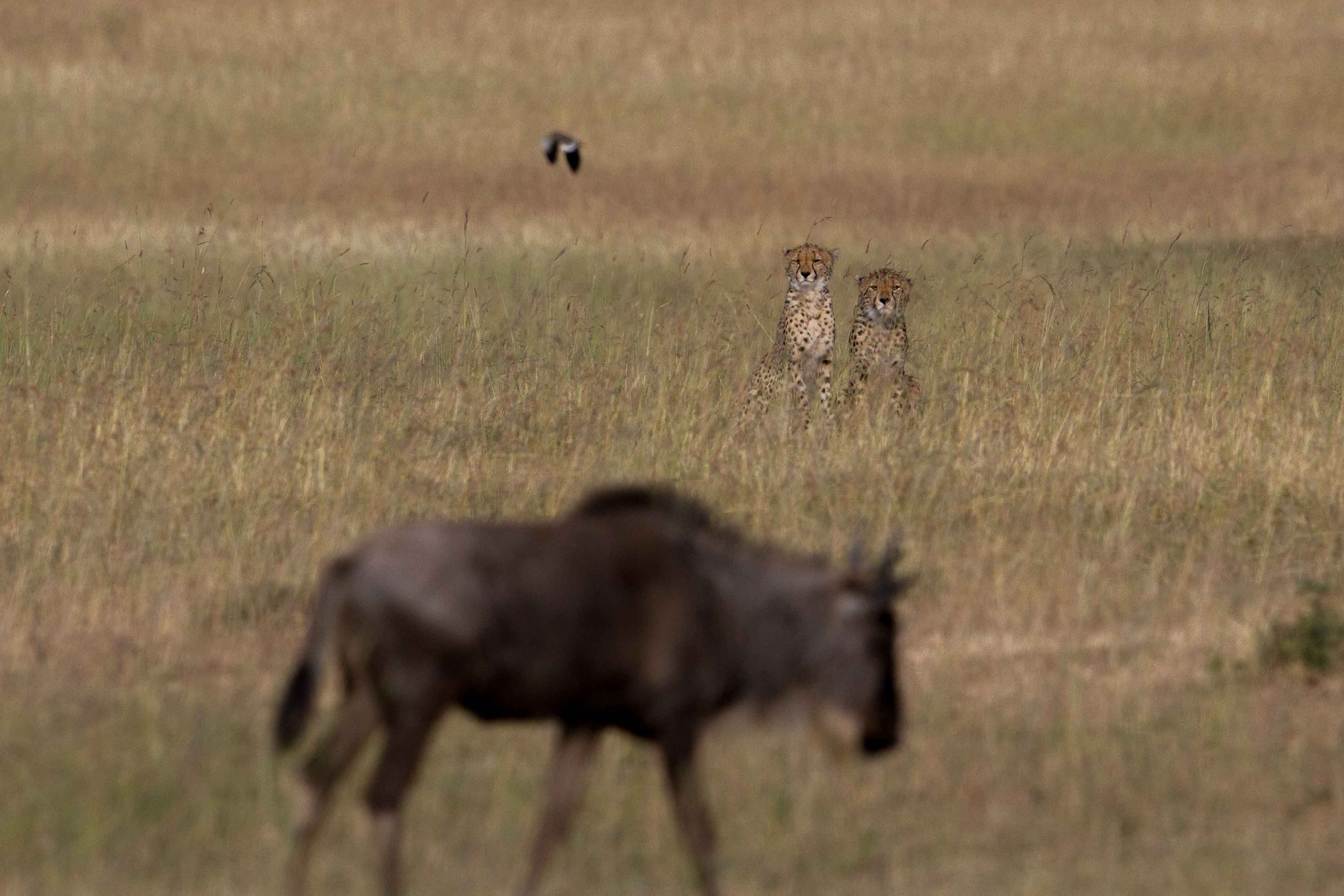 Canon EF 600mm F4L IS II USM sample photo