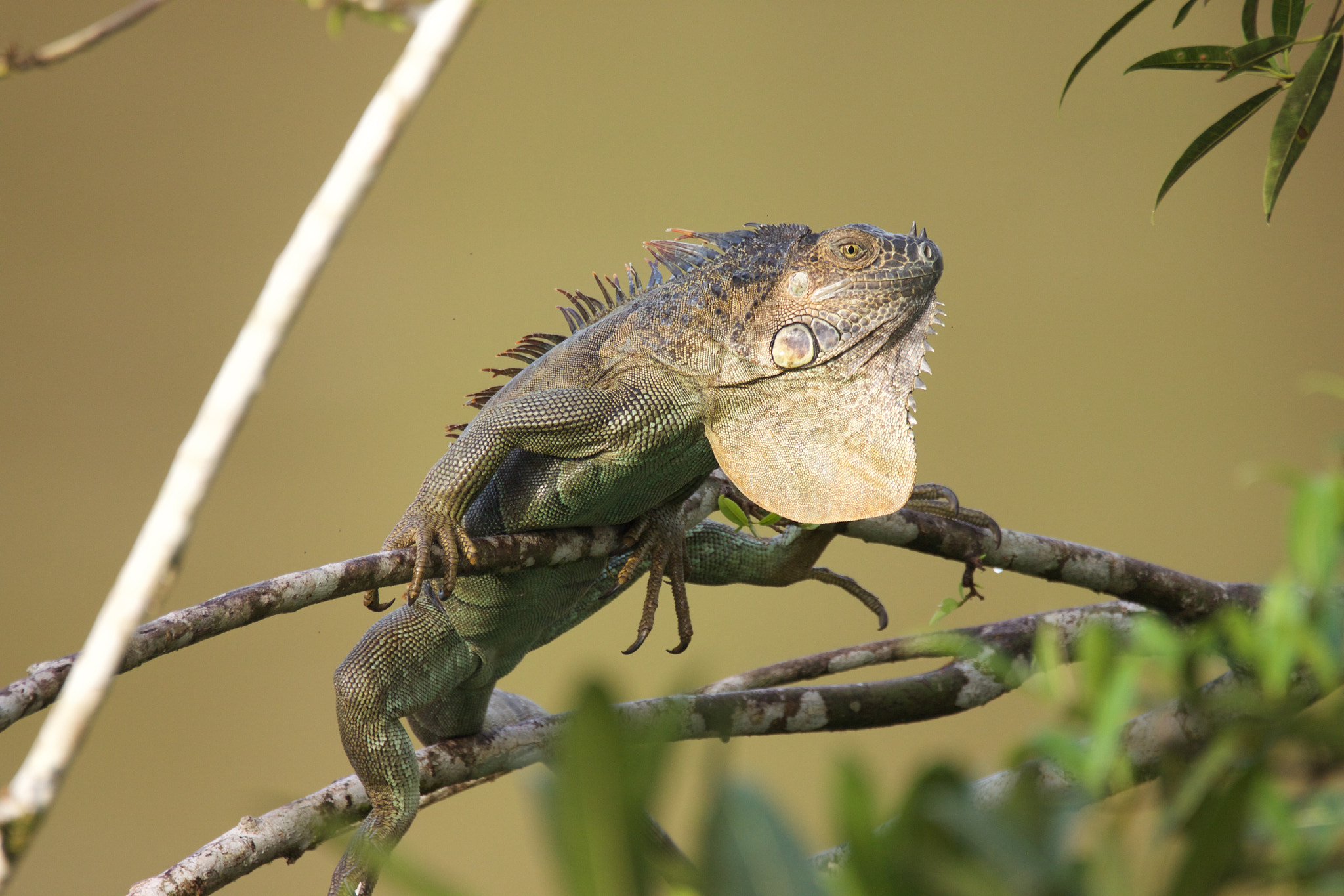 Sigma 150-600mm F5-6.3 DG OS HSM | C sample photo. Spiny iguana sun bathing in the morning in norther ... photography