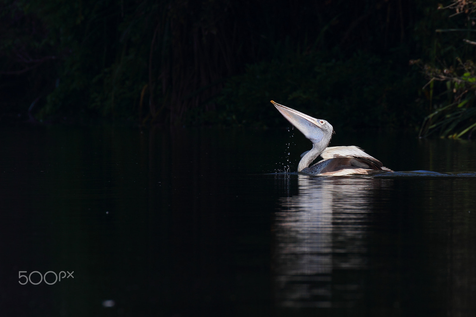 Canon EF 100-400mm F4.5-5.6L IS II USM sample photo. Nature spotlight photography