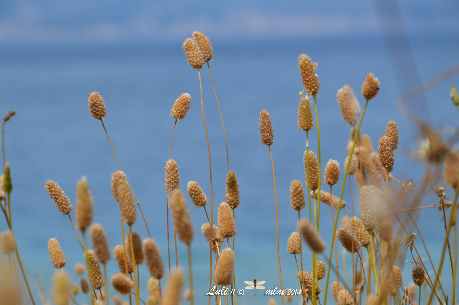 Nikon D3200 + Tamron SP 35mm F1.8 Di VC USD sample photo. Clothes sea and azure photography