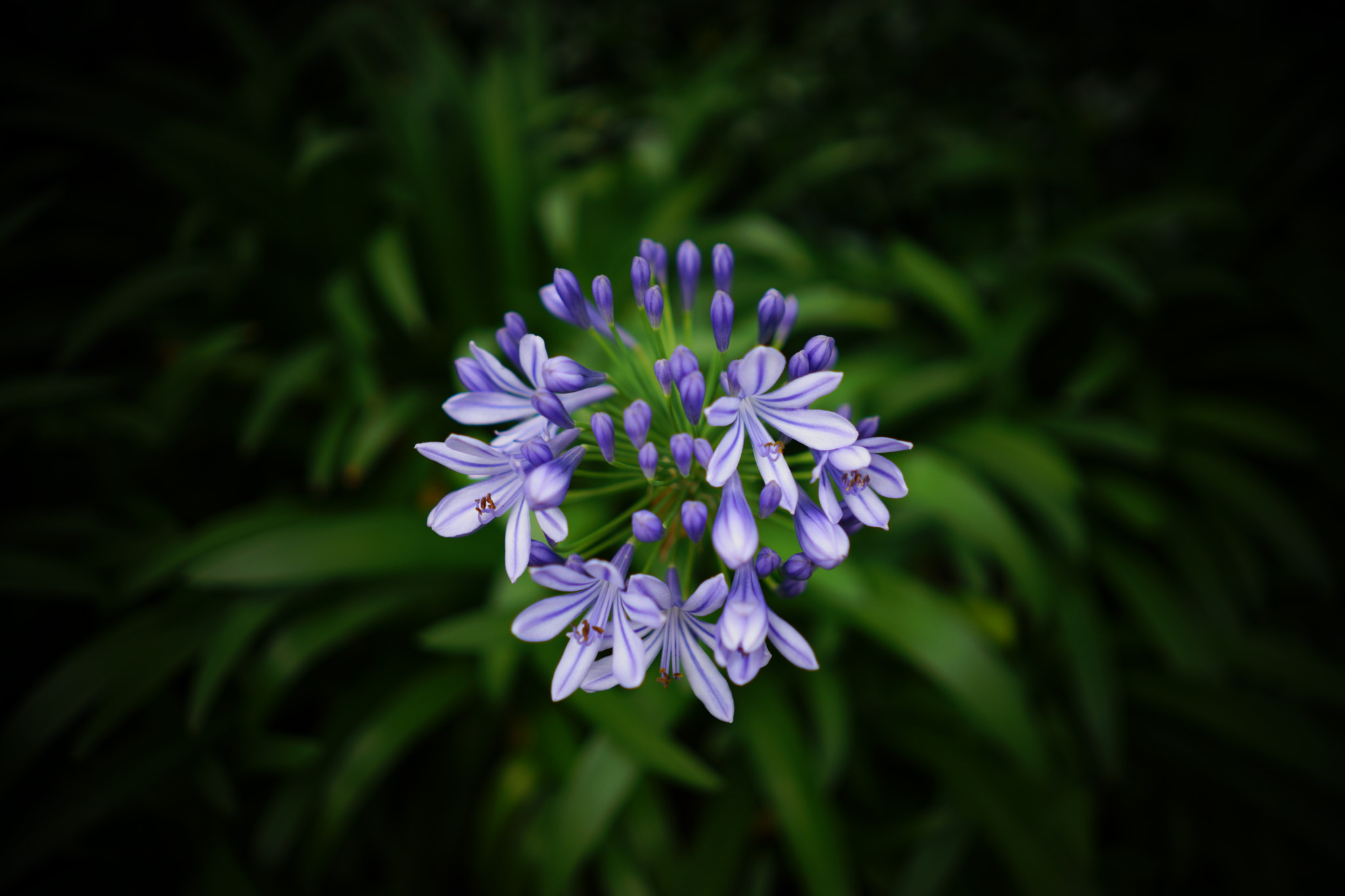 Sony a7 II + Sony FE 28mm F2 sample photo. Agapanthus photography