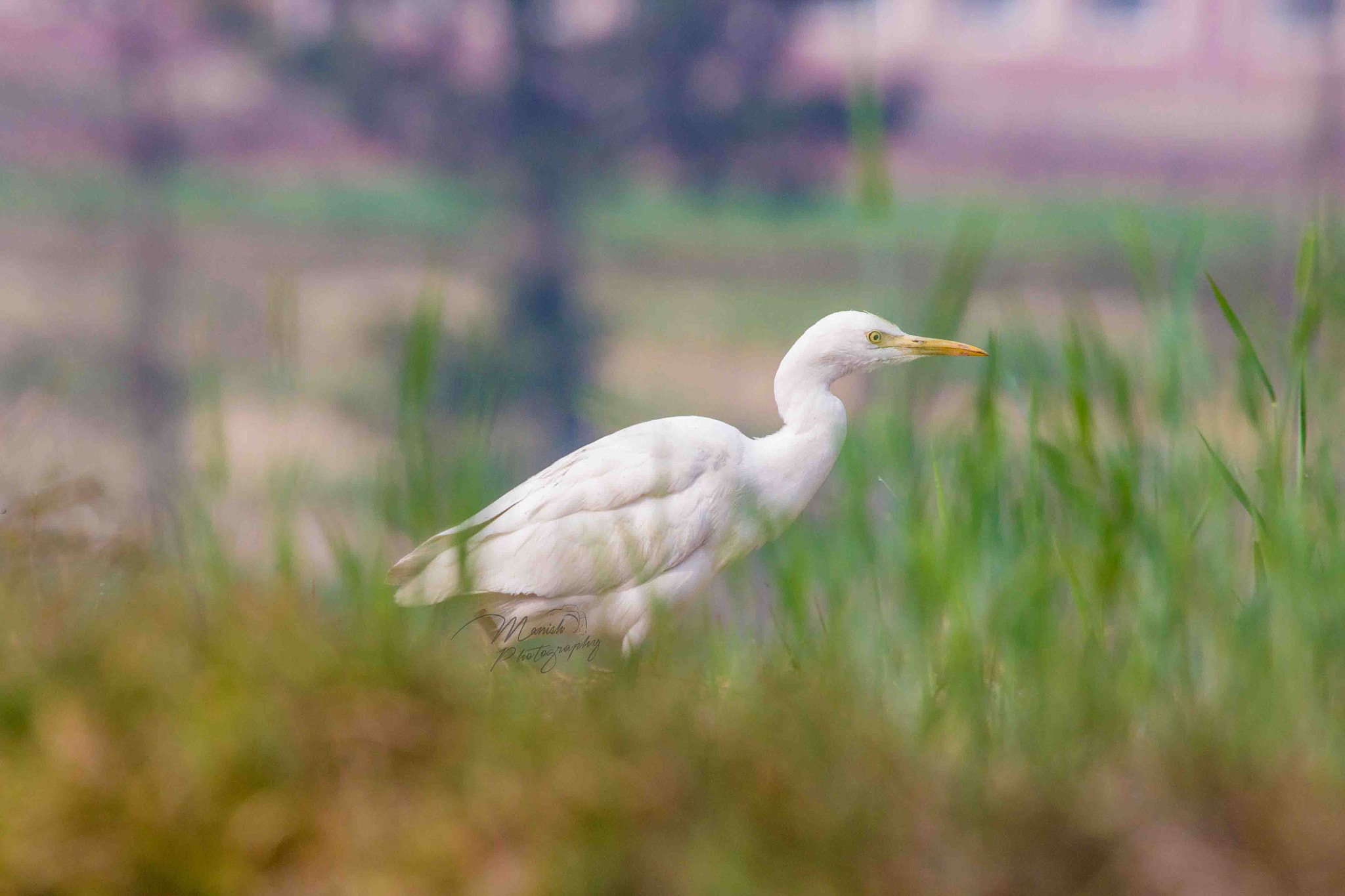 Canon EF 100-400mm F4.5-5.6L IS USM sample photo. Egret photography