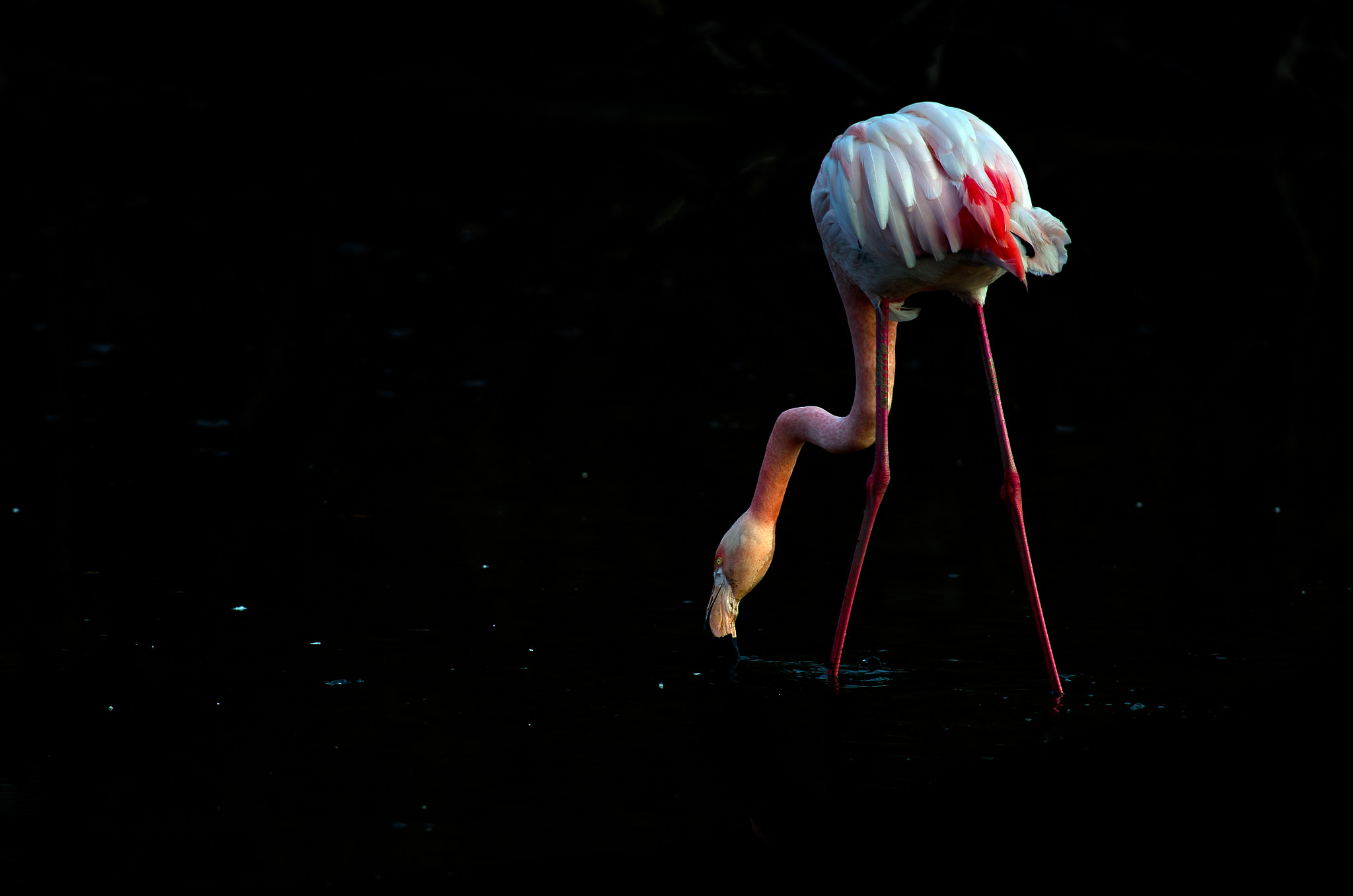 Pentax K-30 + Pentax smc DA* 300mm F4.0 ED (IF) SDM sample photo. Lost pink flamingo photography